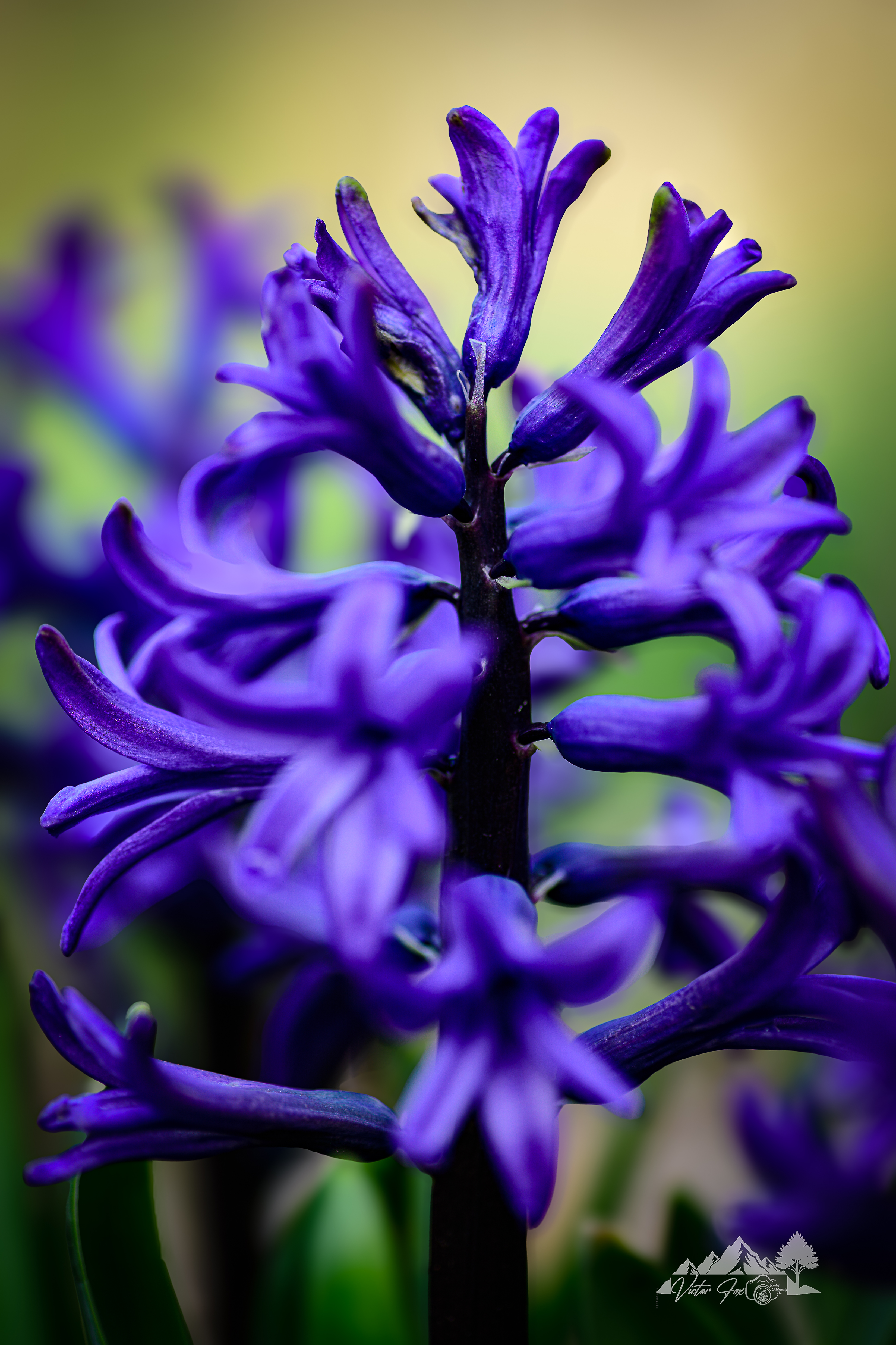 Purple Hyacinth Flower 1