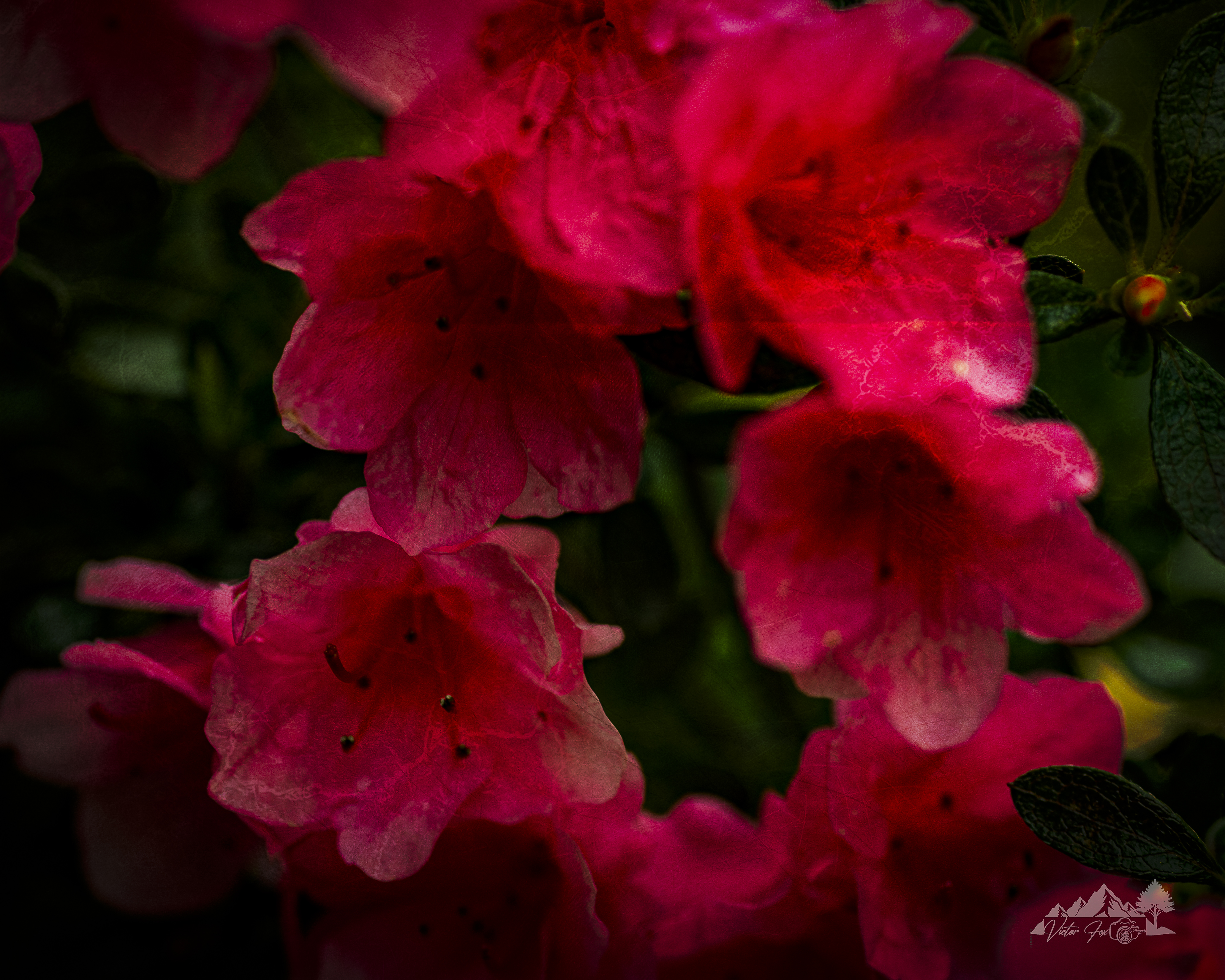 Vibrant Azalea Flowers