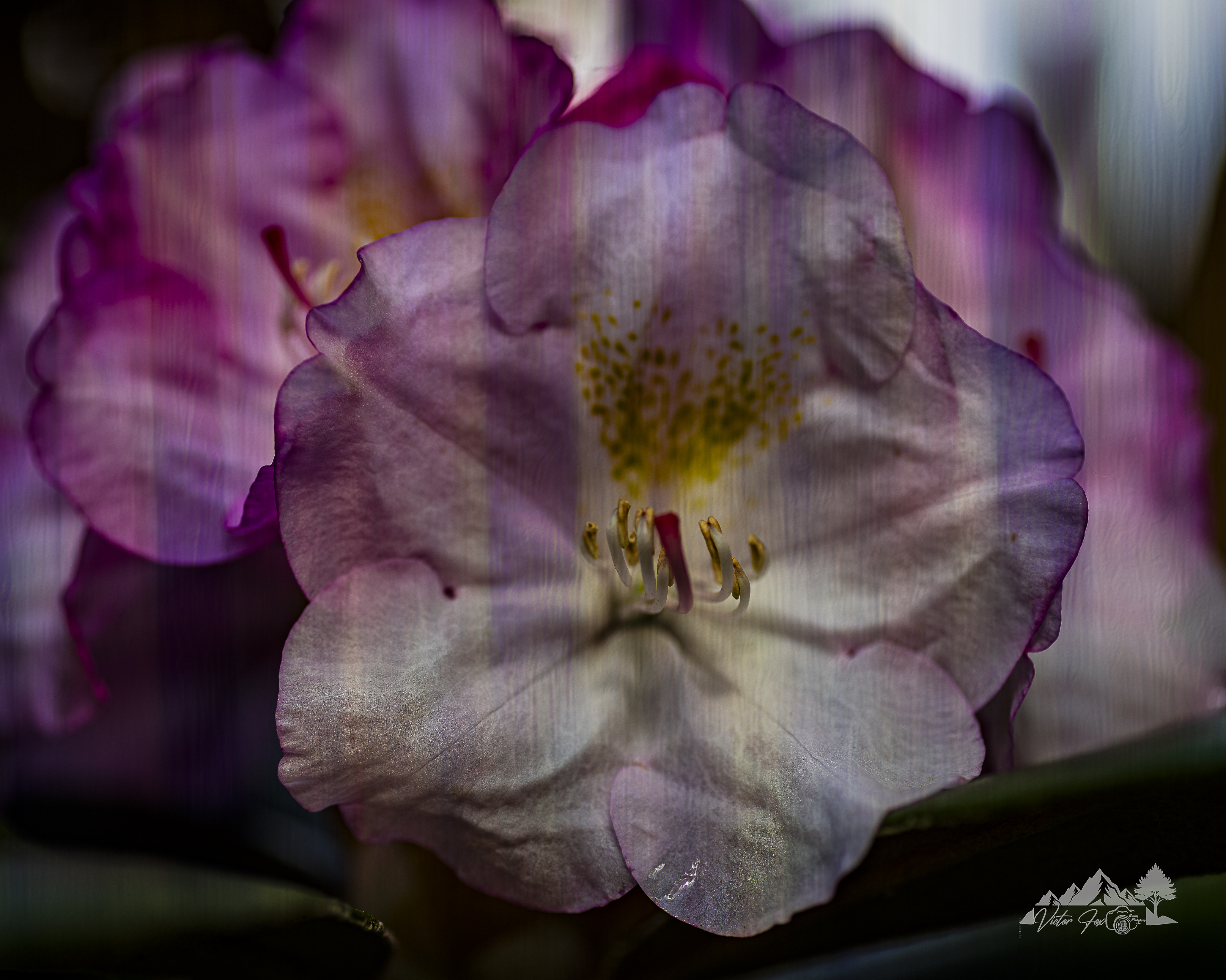 Purple Rhododendron Flower