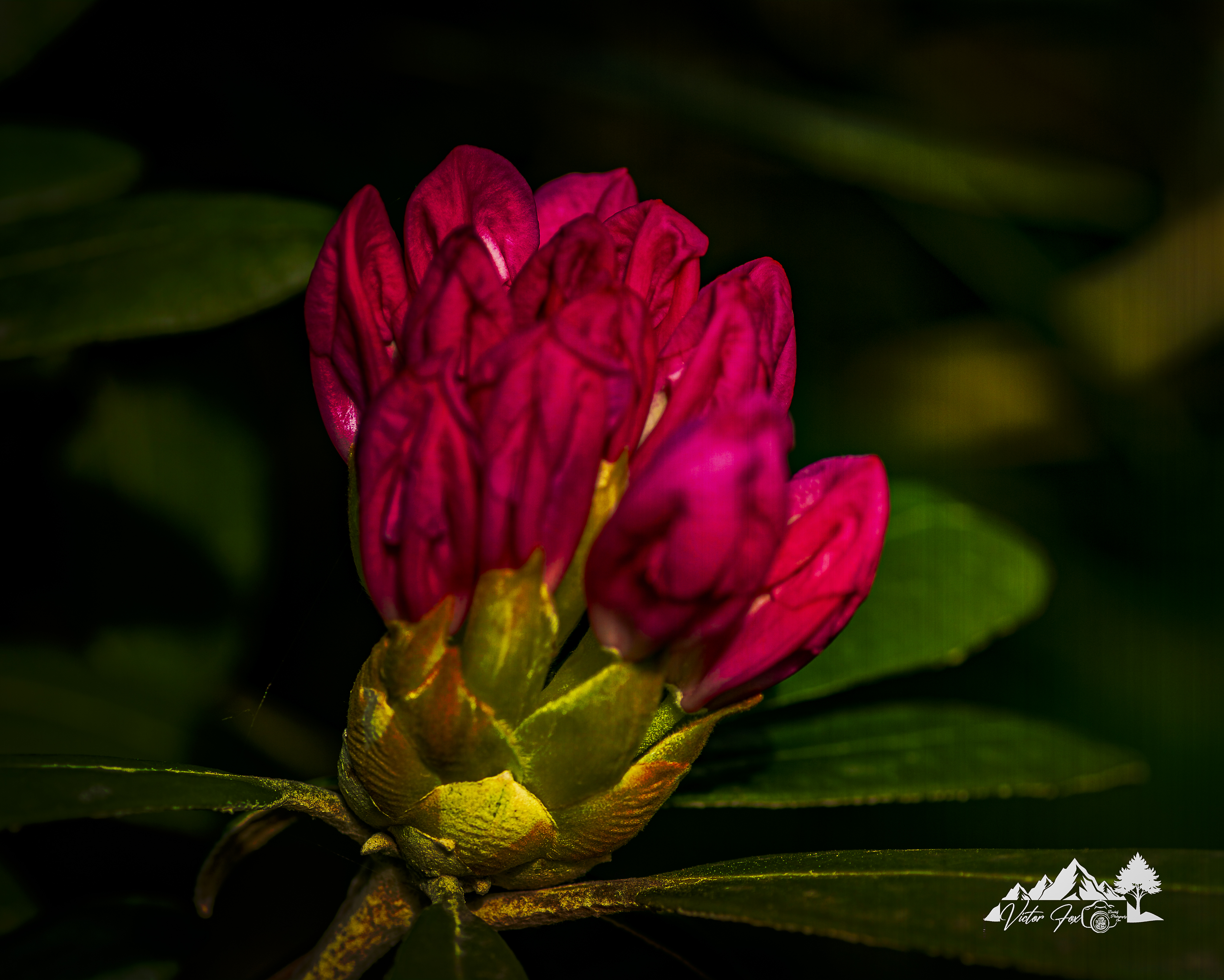 Beautiful Blooming Flower