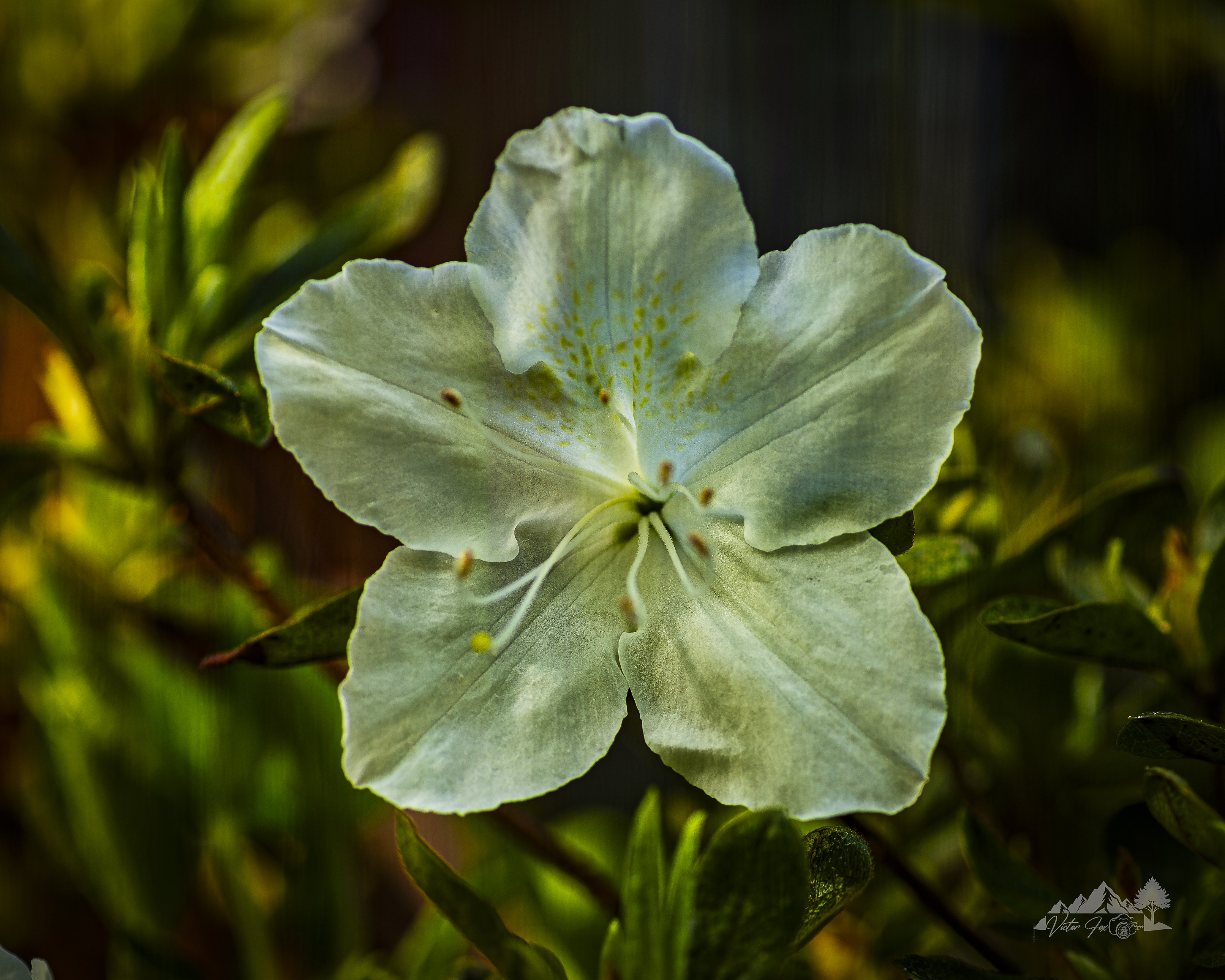 White Azalea Flower