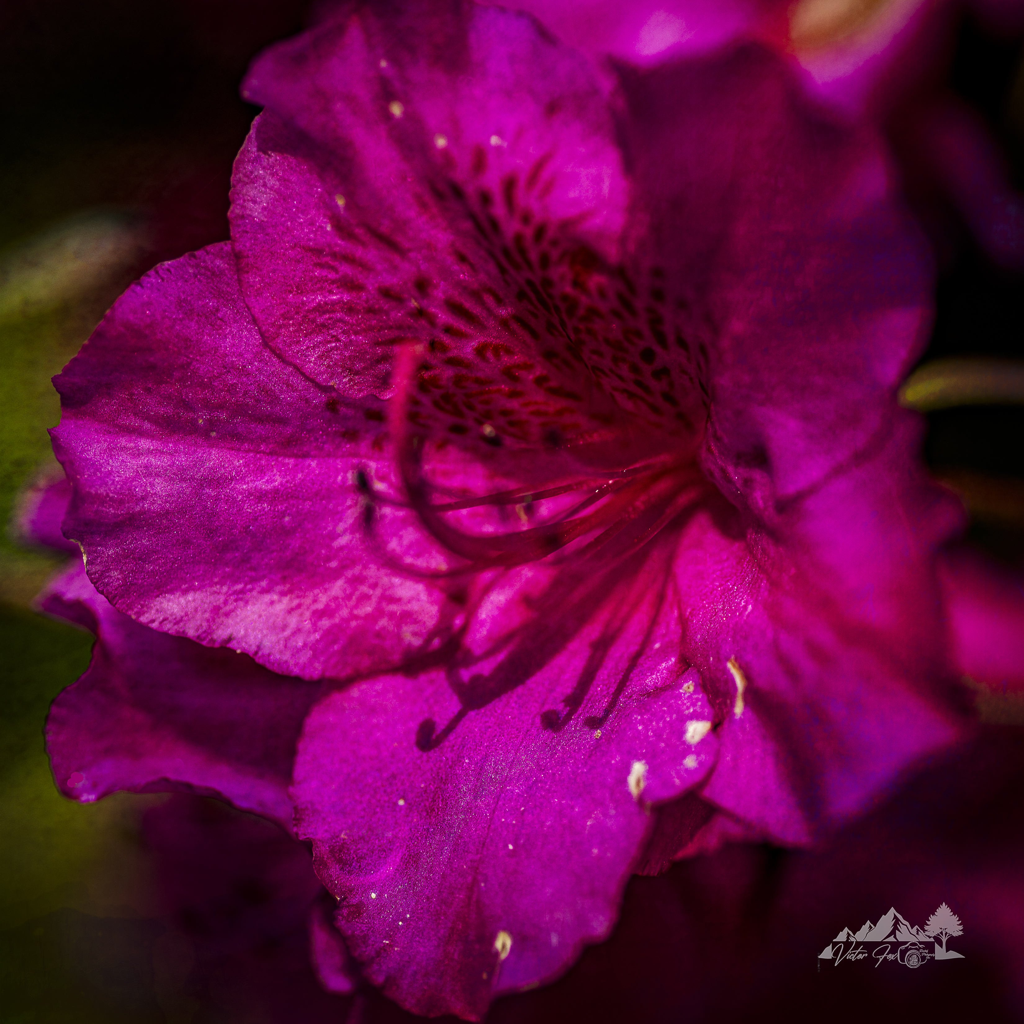 Vibrant Magenta Flower Print