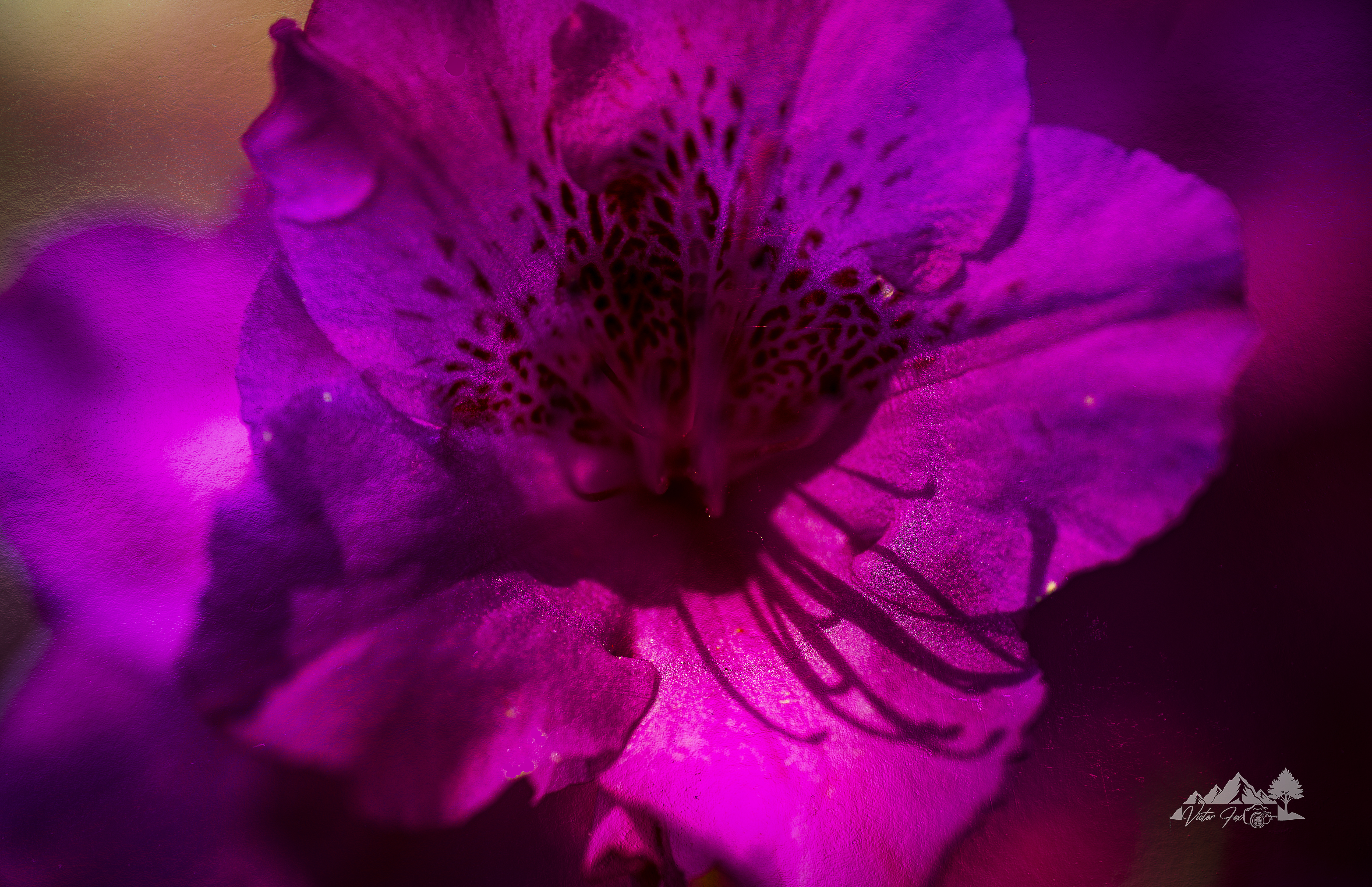 Vibrant Purple Flower  Print