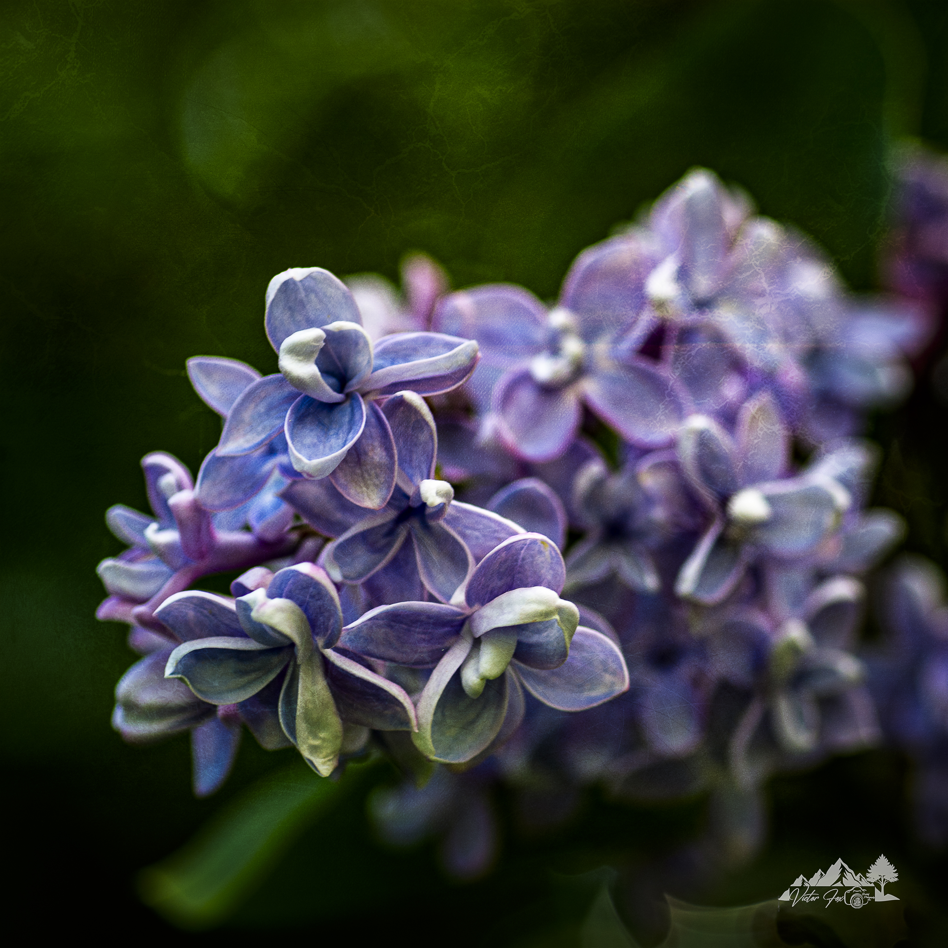 Purple Lilac Flower