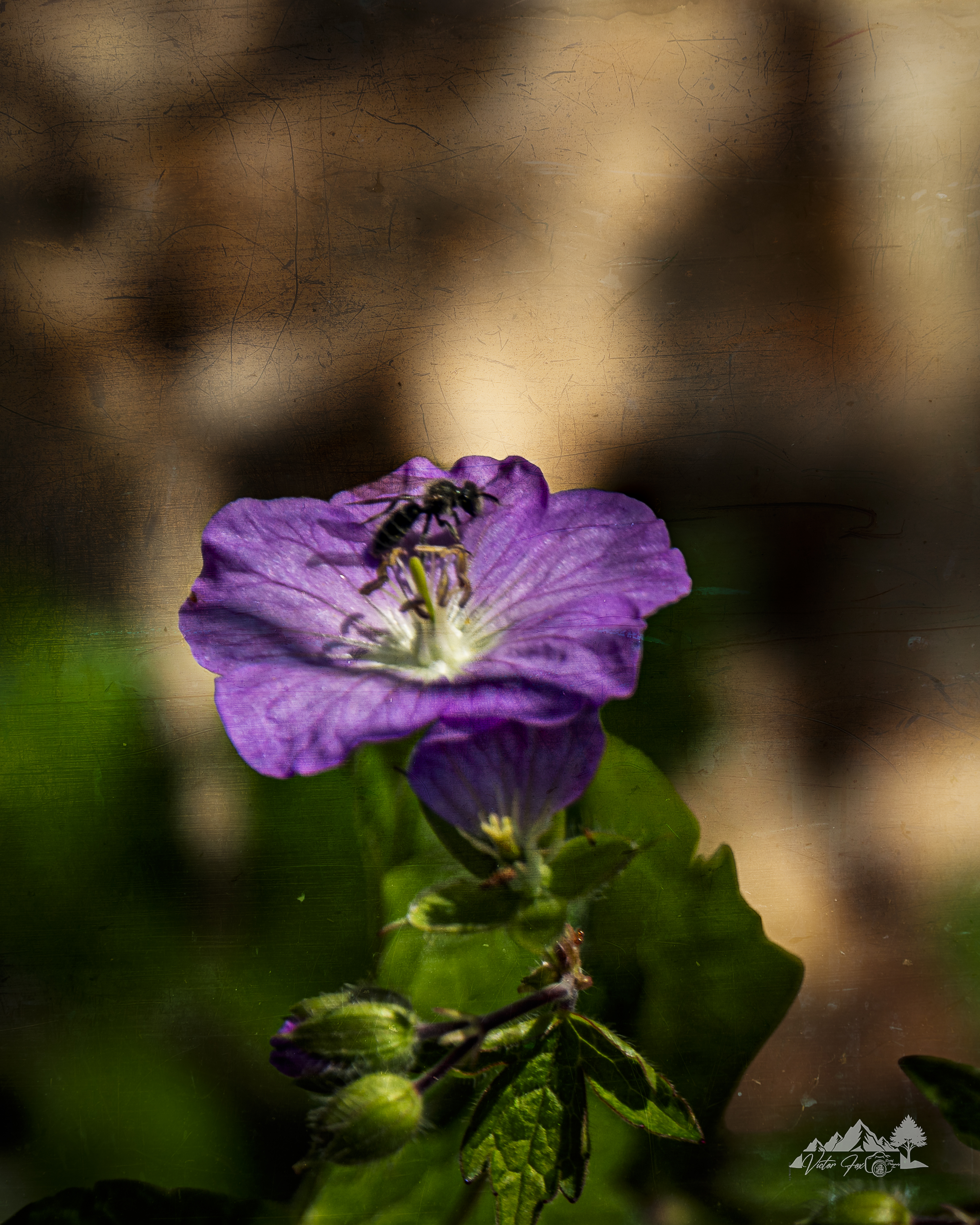 Purple Geranium Flower Print