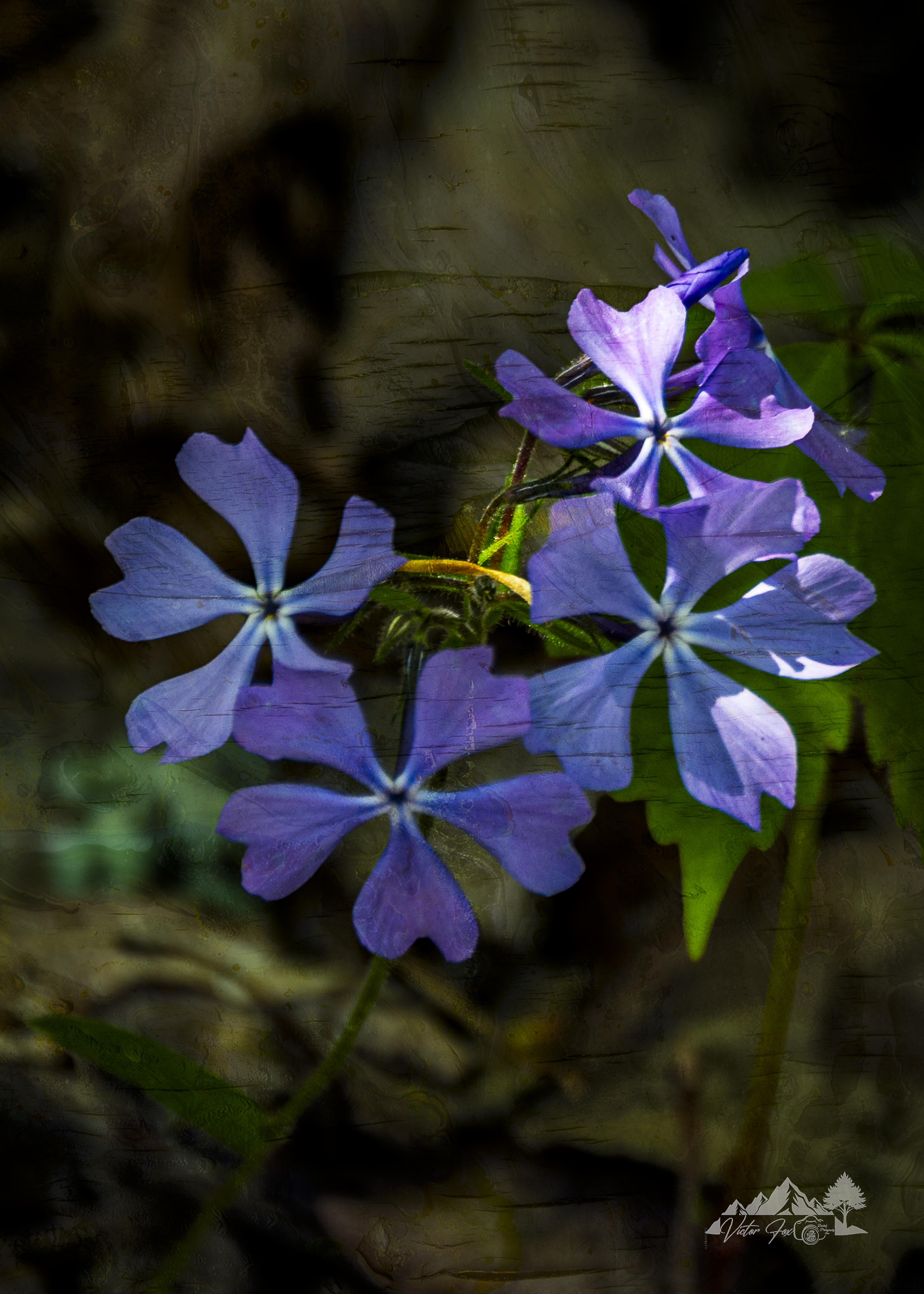 Purple Wildflowers