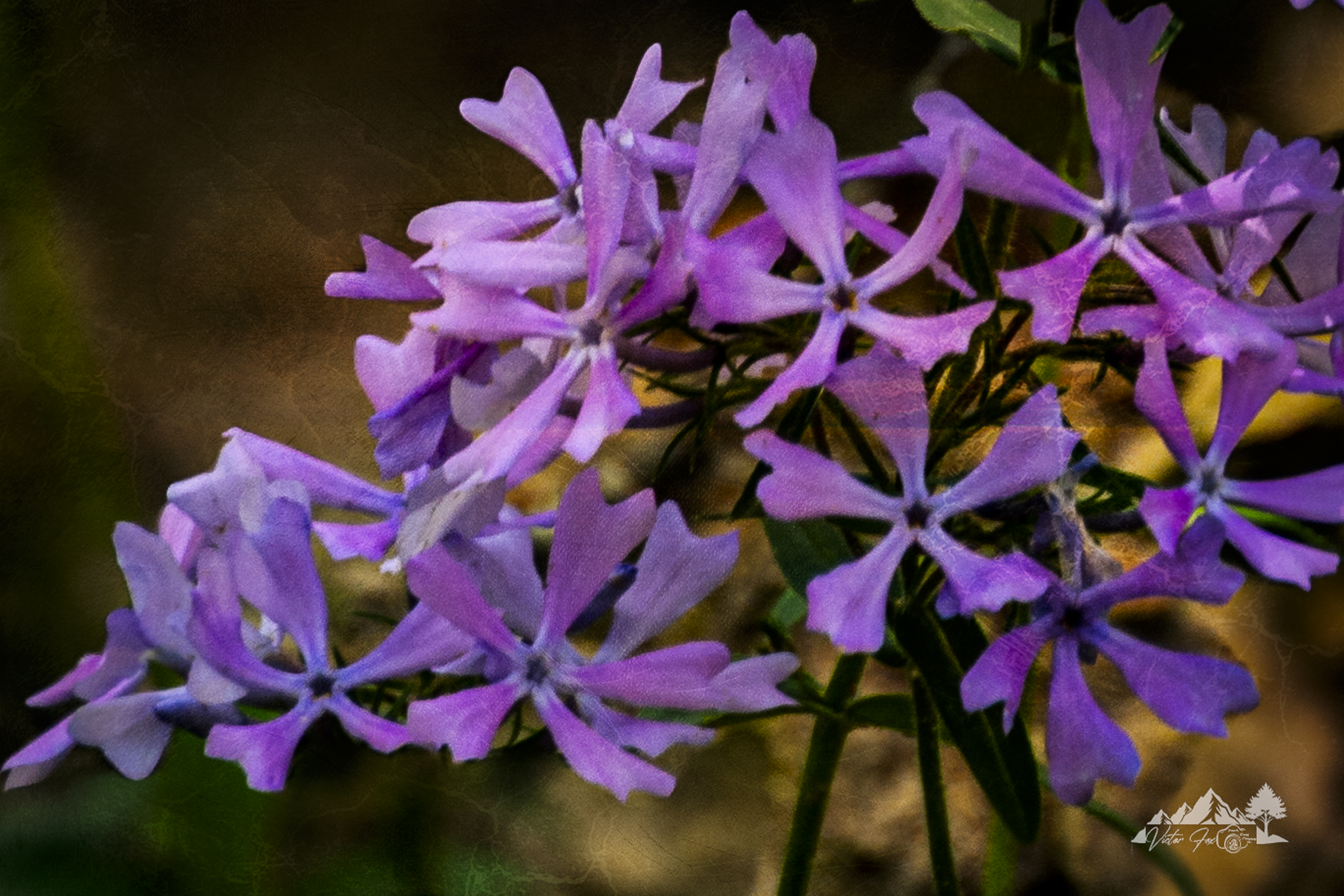 Purple Phlox Flower