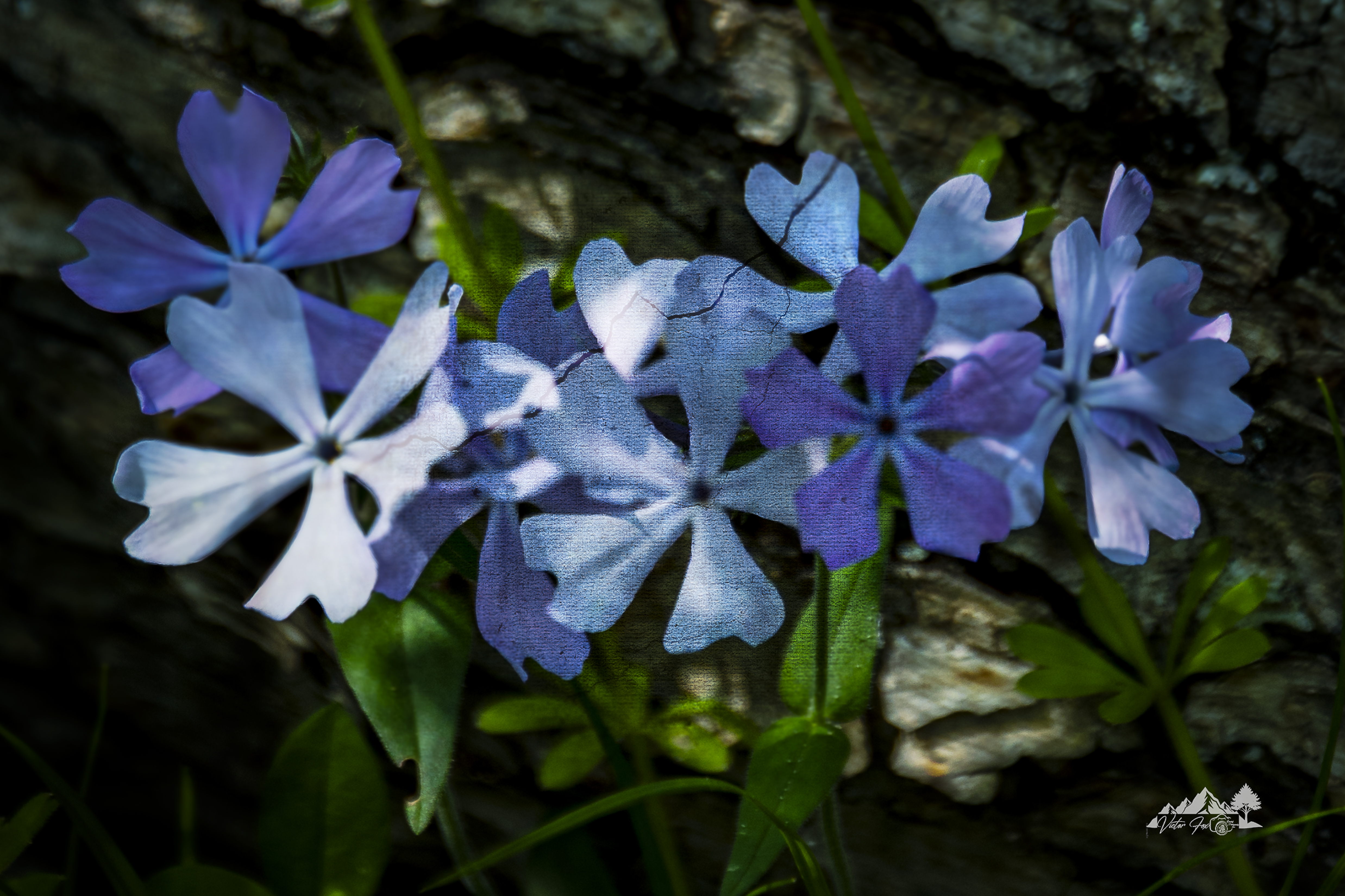 Violet Flowers