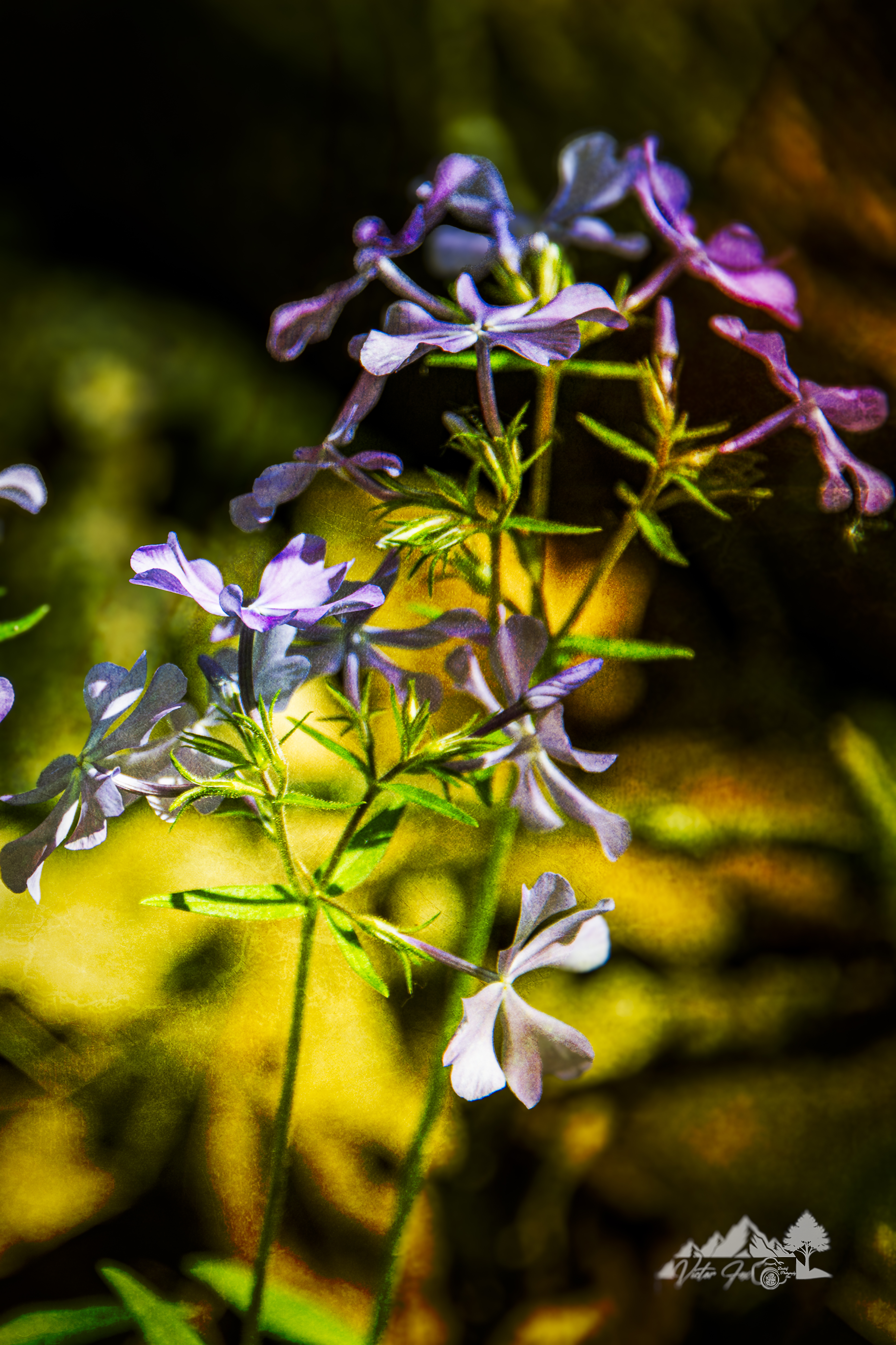Purple and White Flowers Artwork