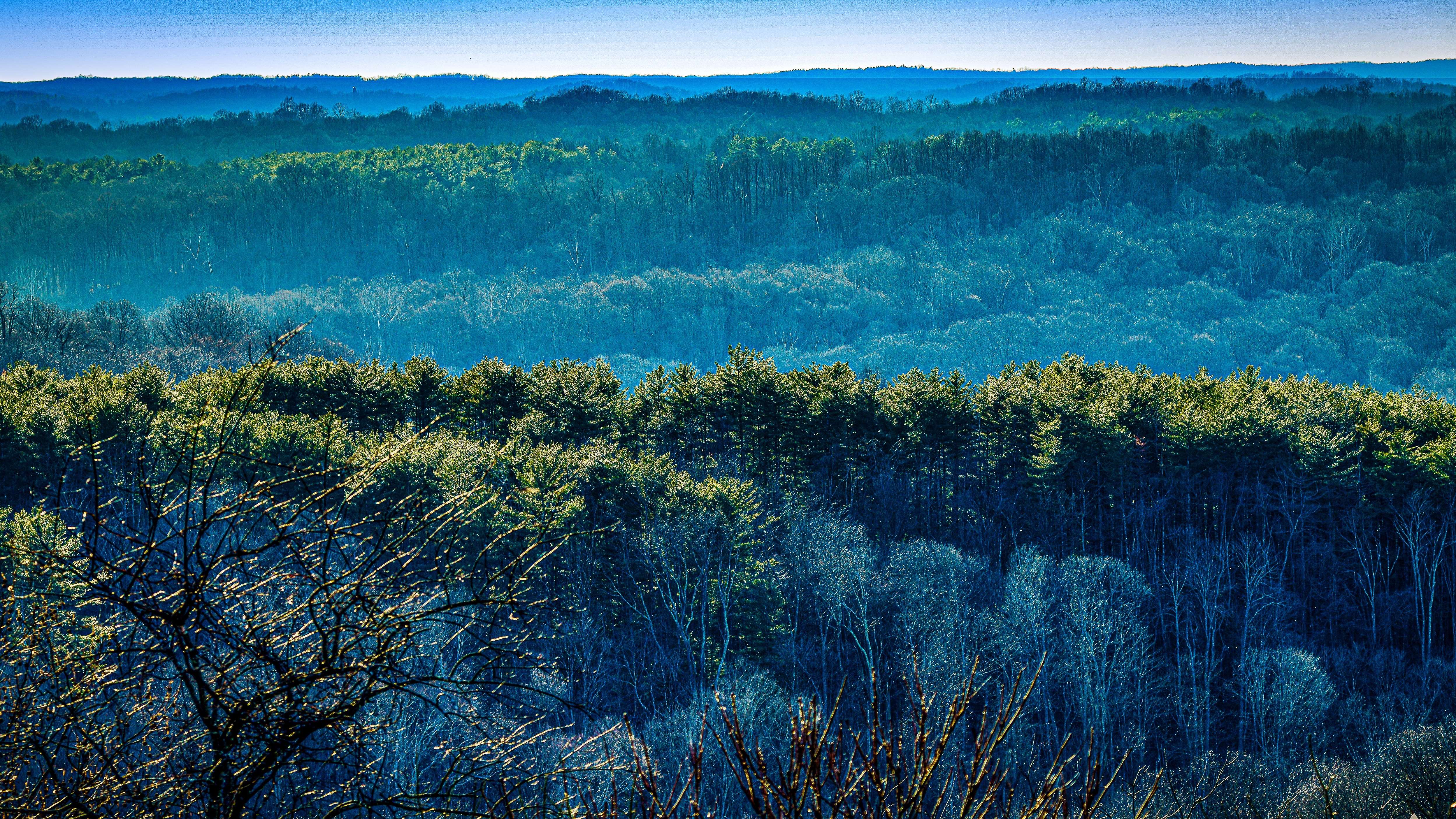 Forest Landscape Art Print