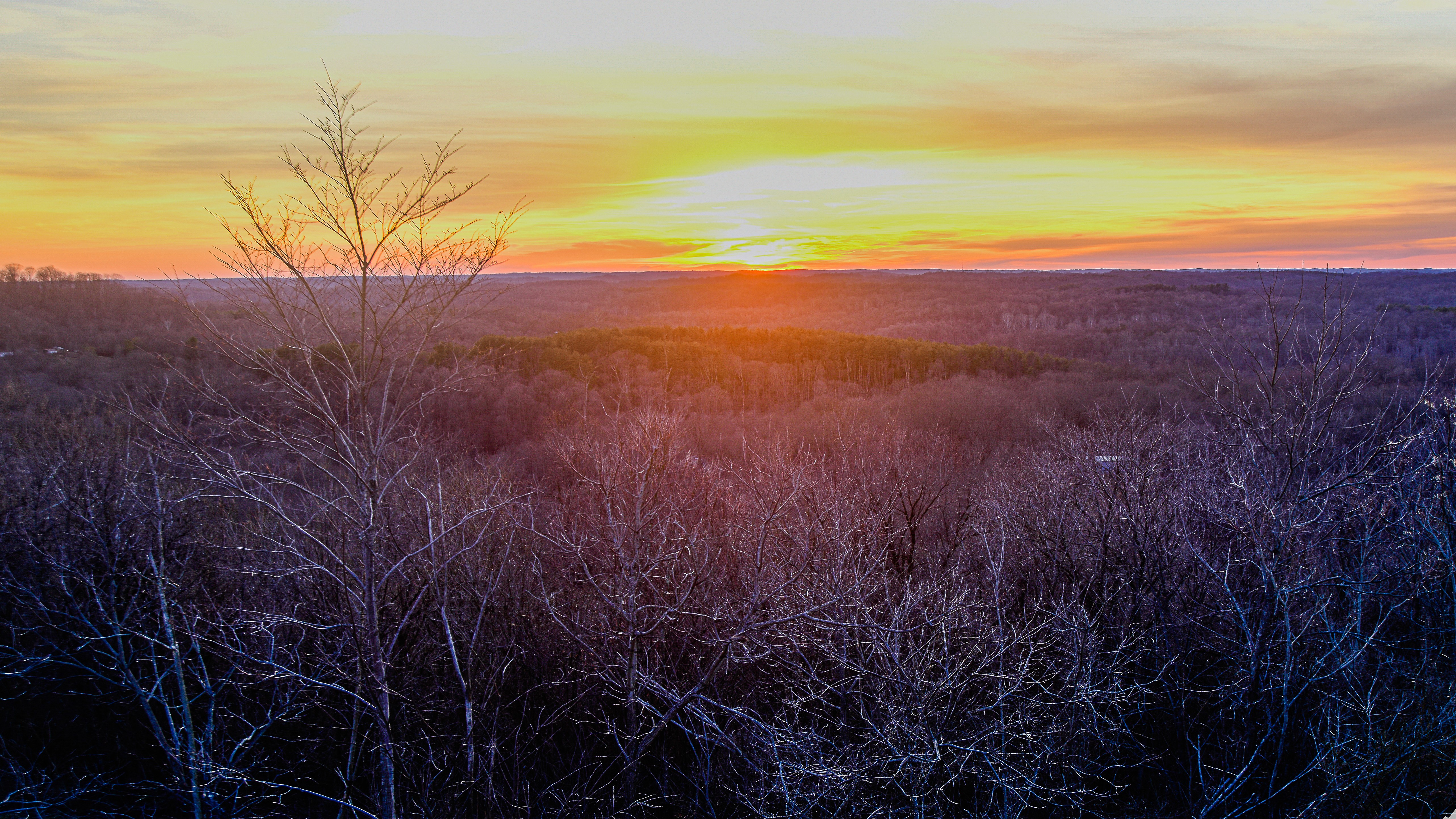 Forest Landscape Photo Print
