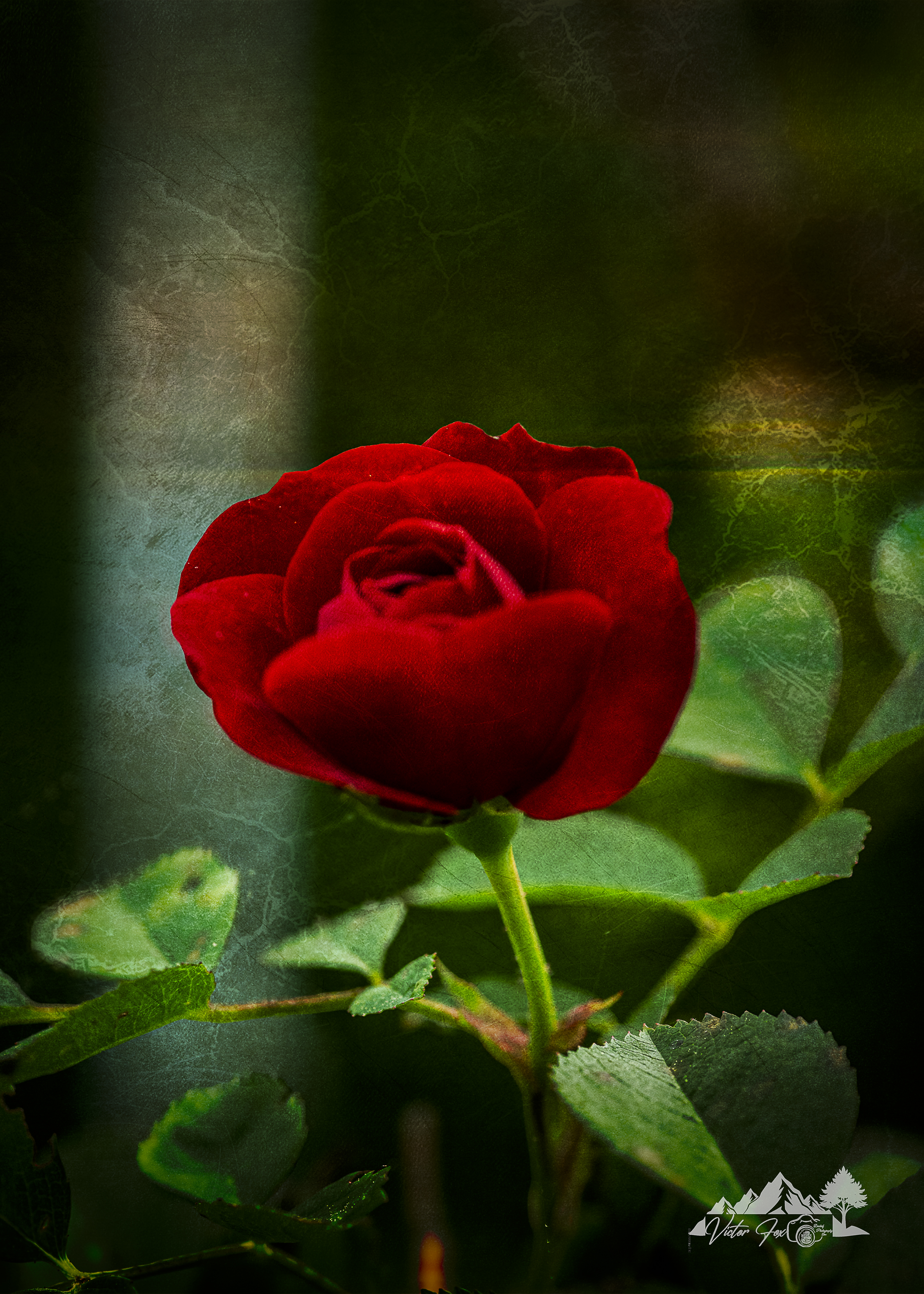 Red Rose