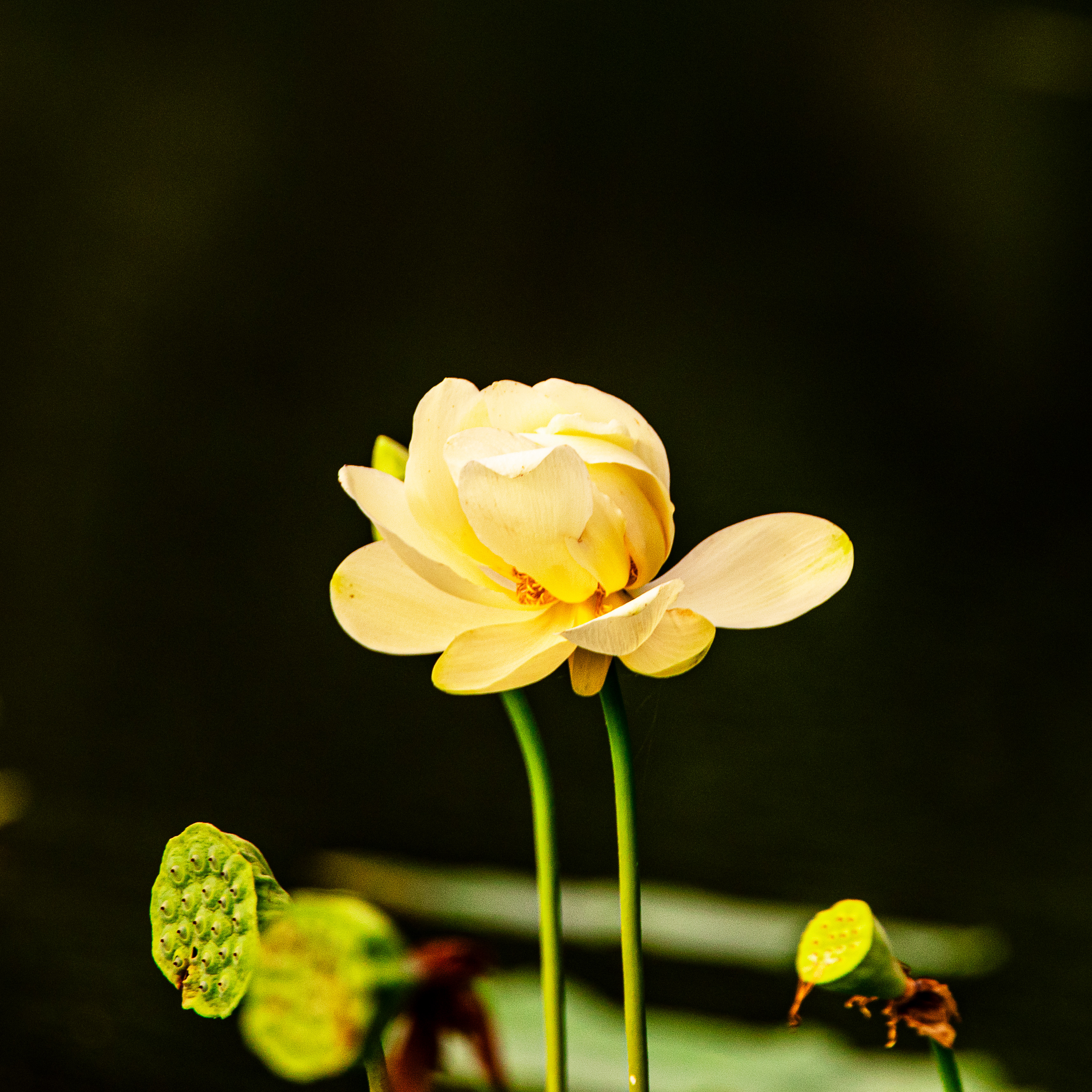 Yellow Lotus Flower