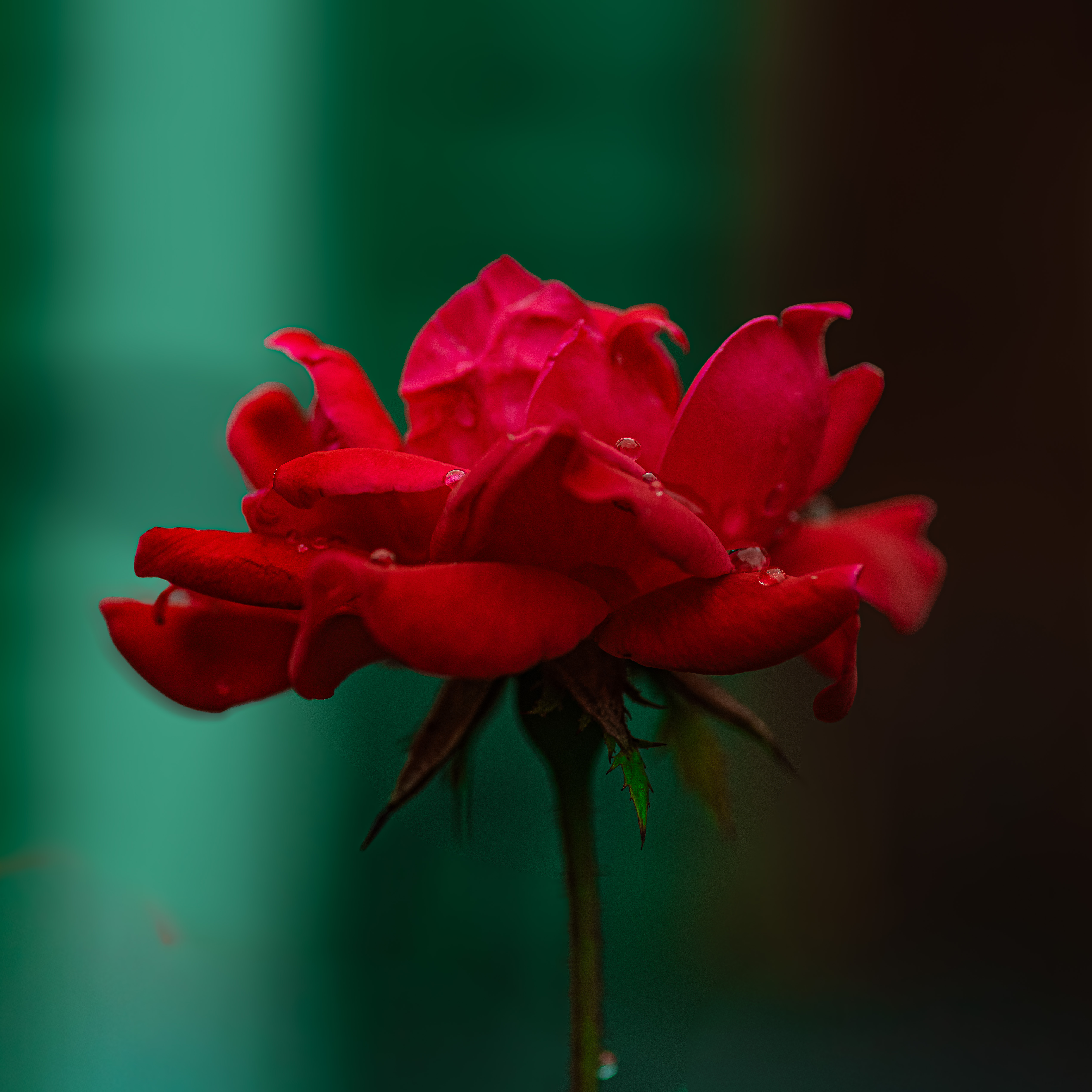 Red Rose