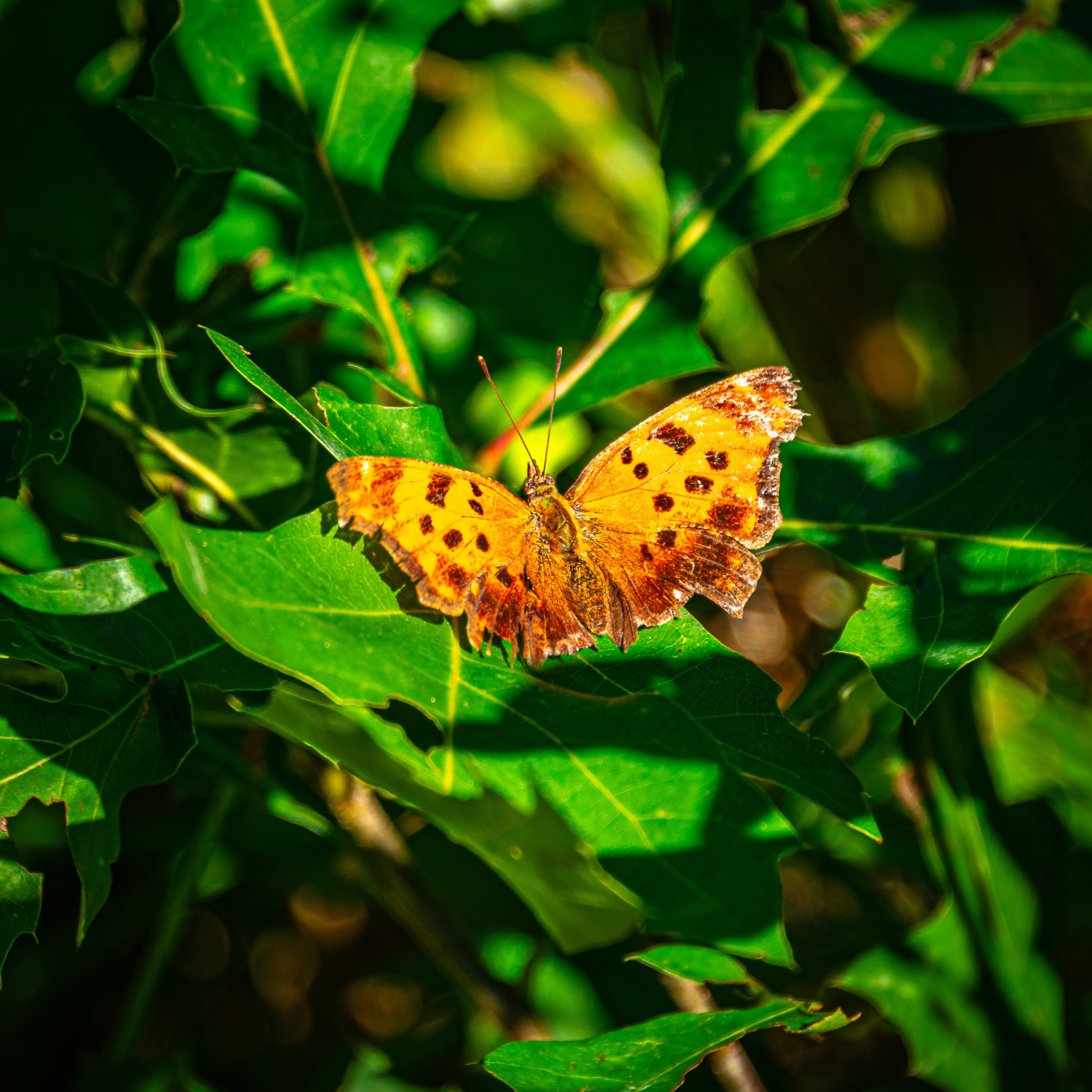 Orange Spotted Butterfly