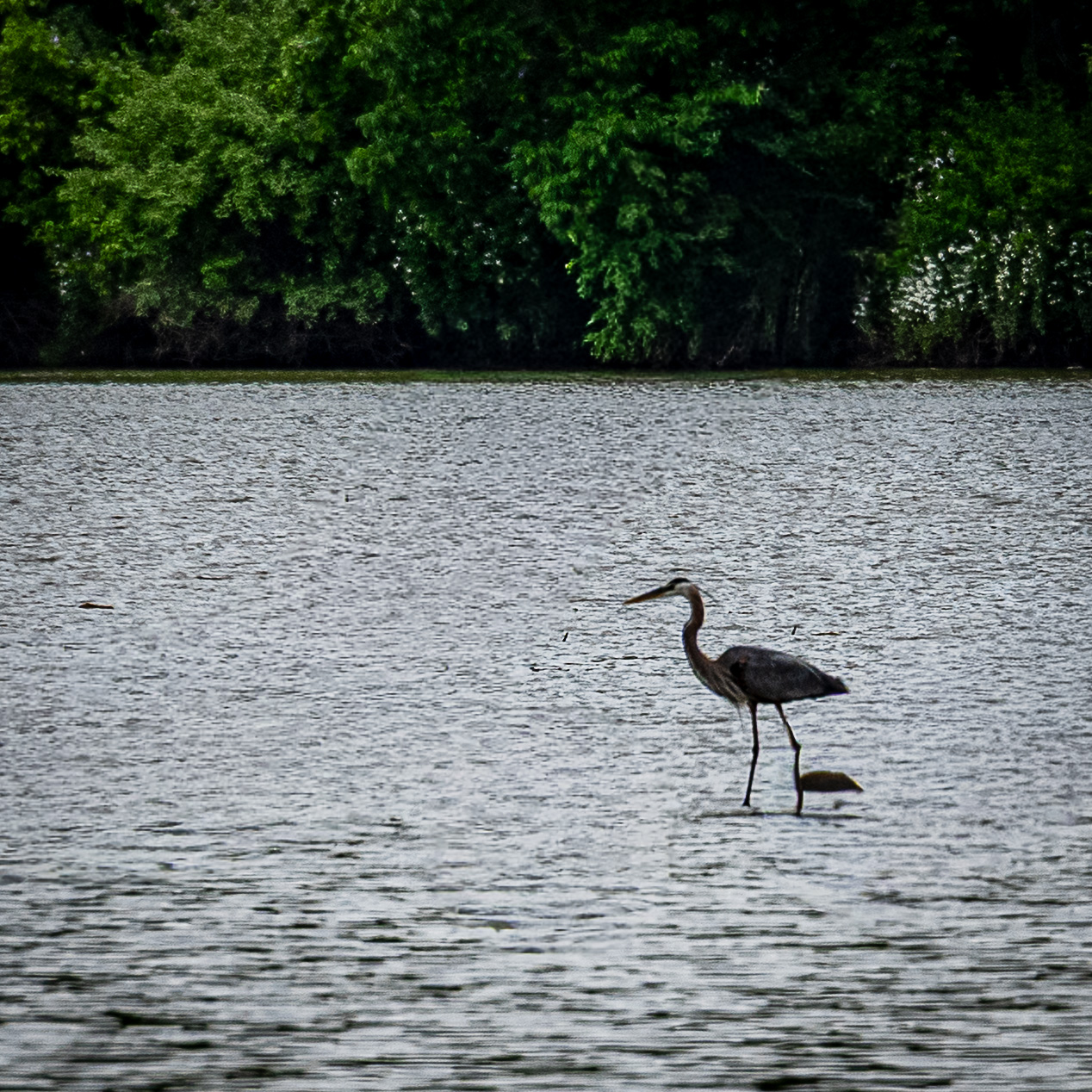 Heron Standing in Water