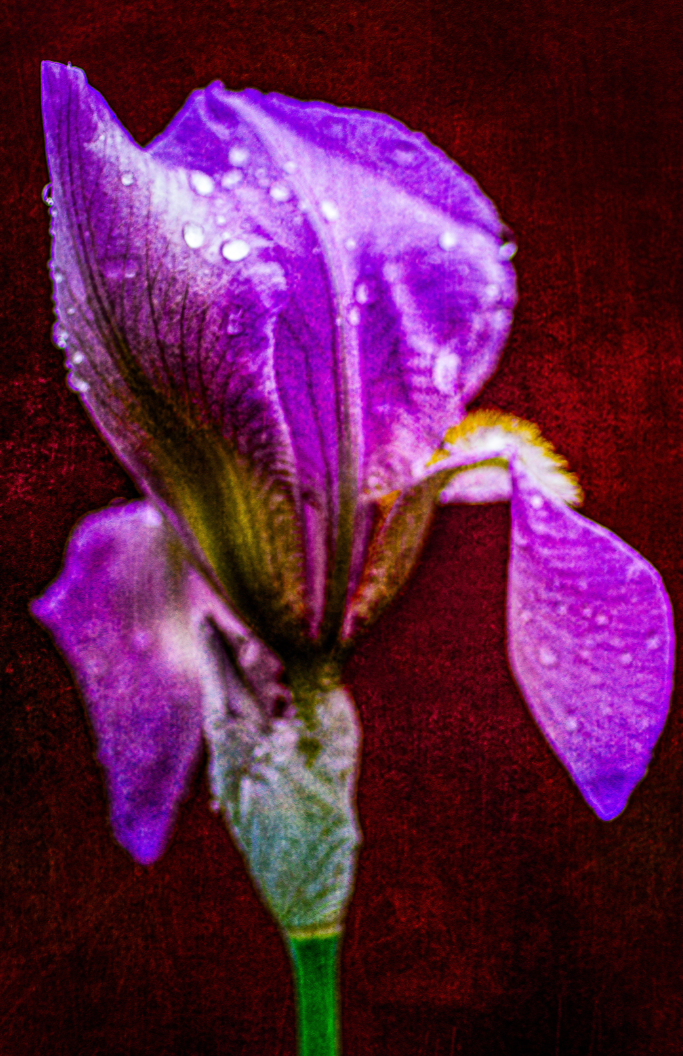 Purple Iris Flower
