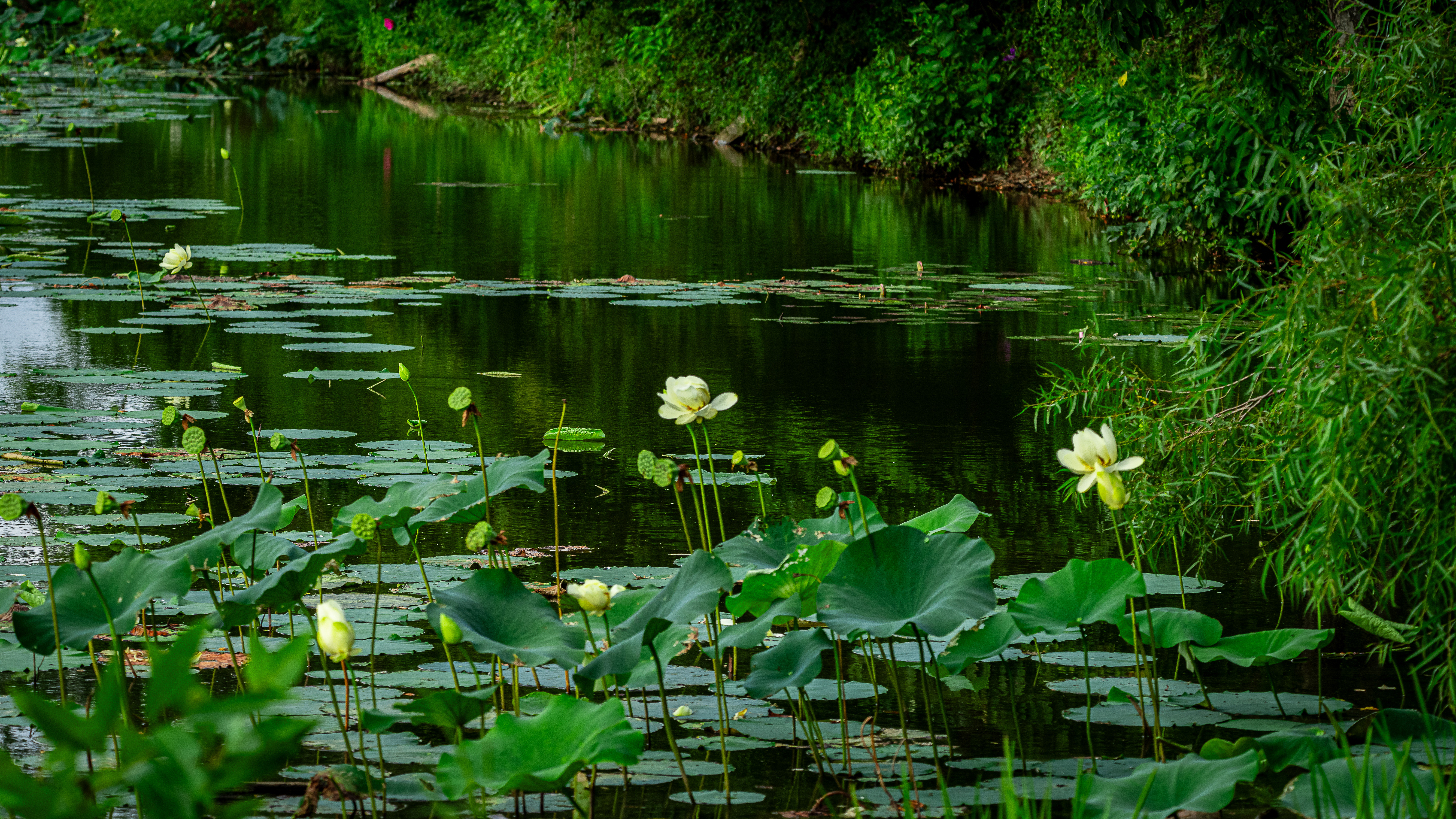 Fresh Lotus Flowers