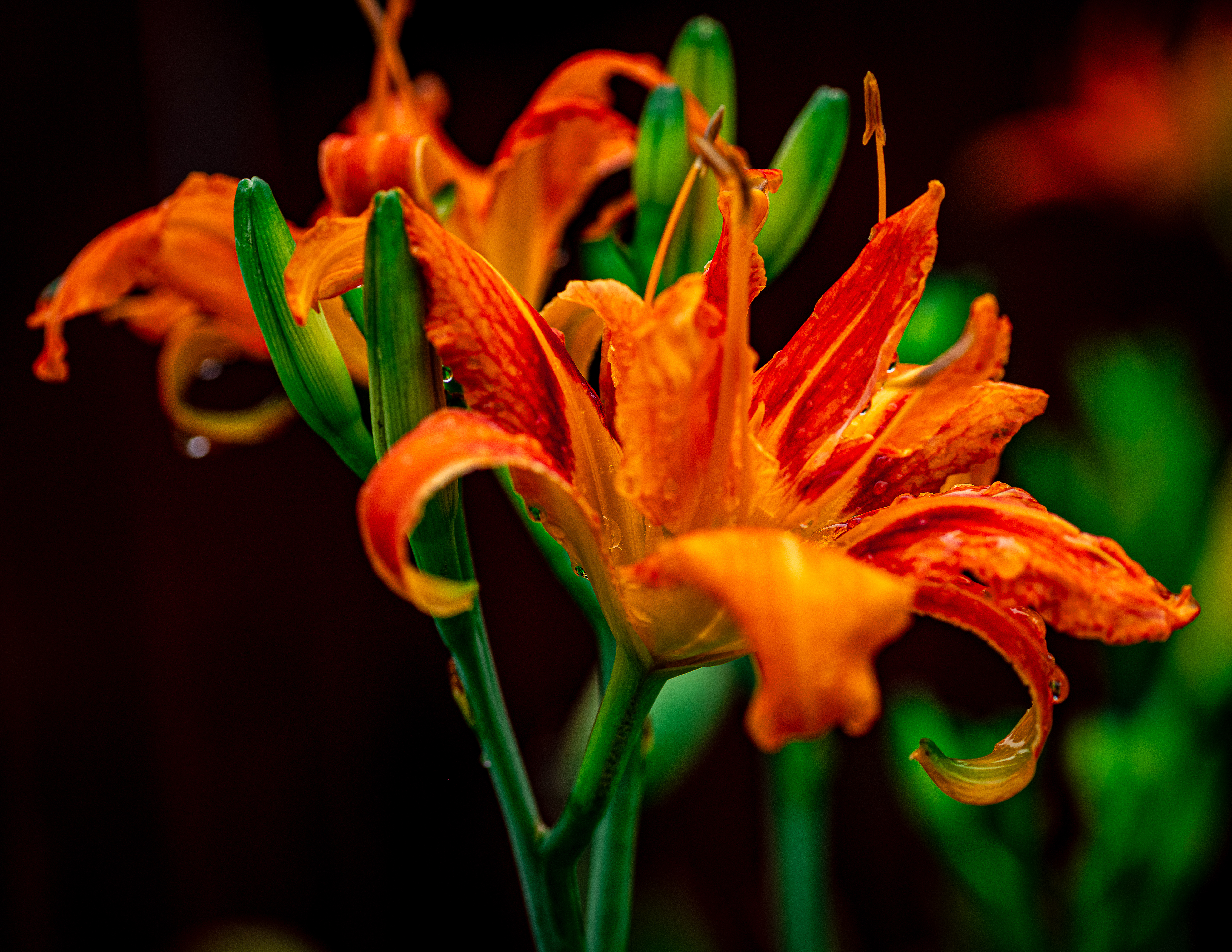 Orange Daylily Flower
