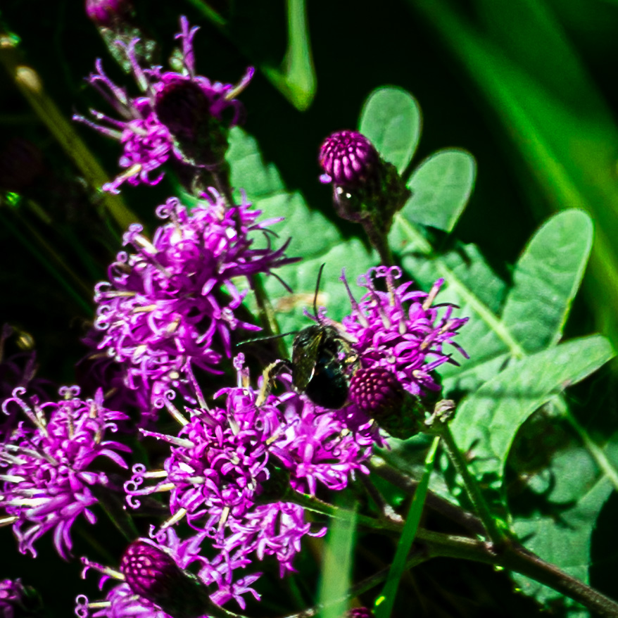 Wild purple thistle flowers