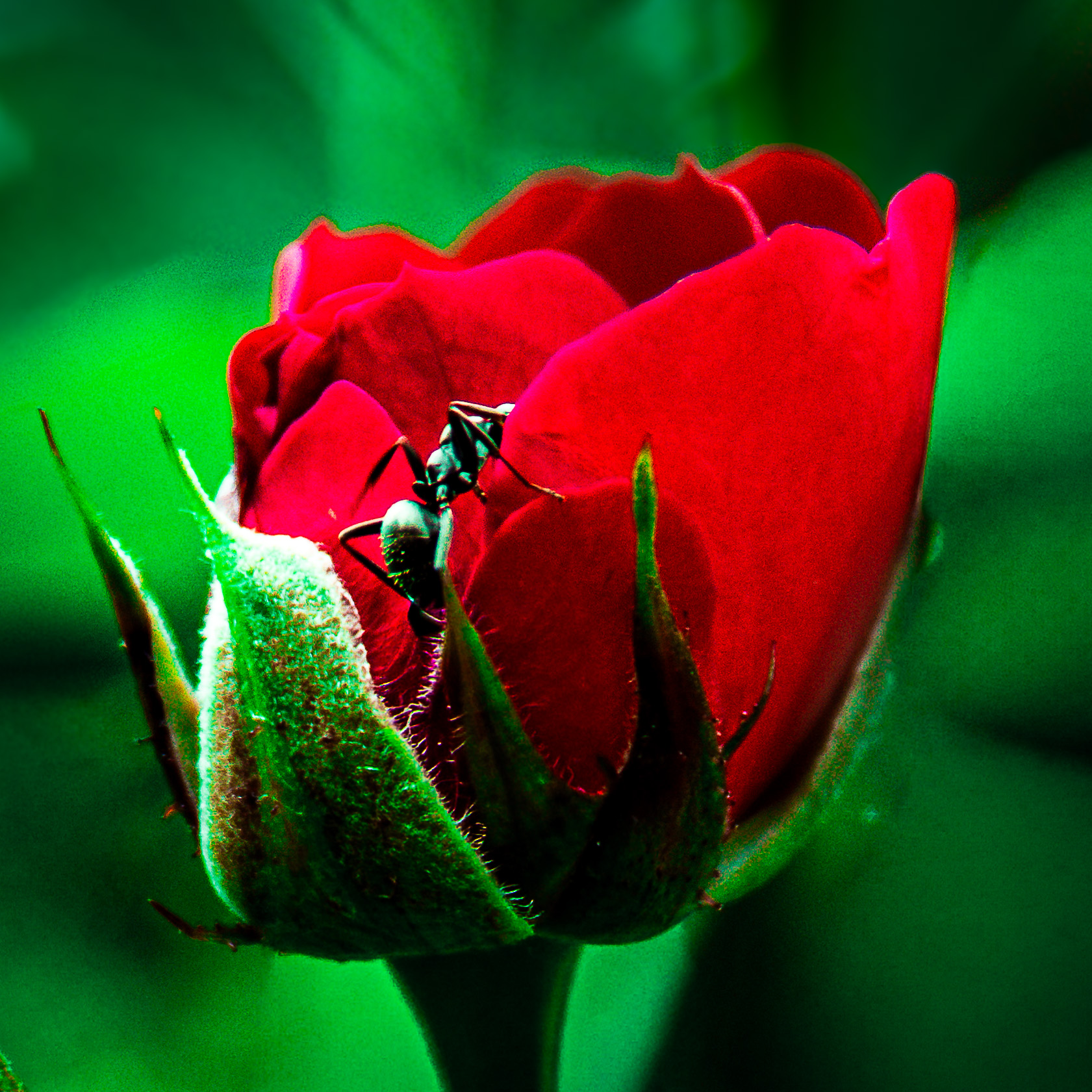 Fresh Red Rose Bloom