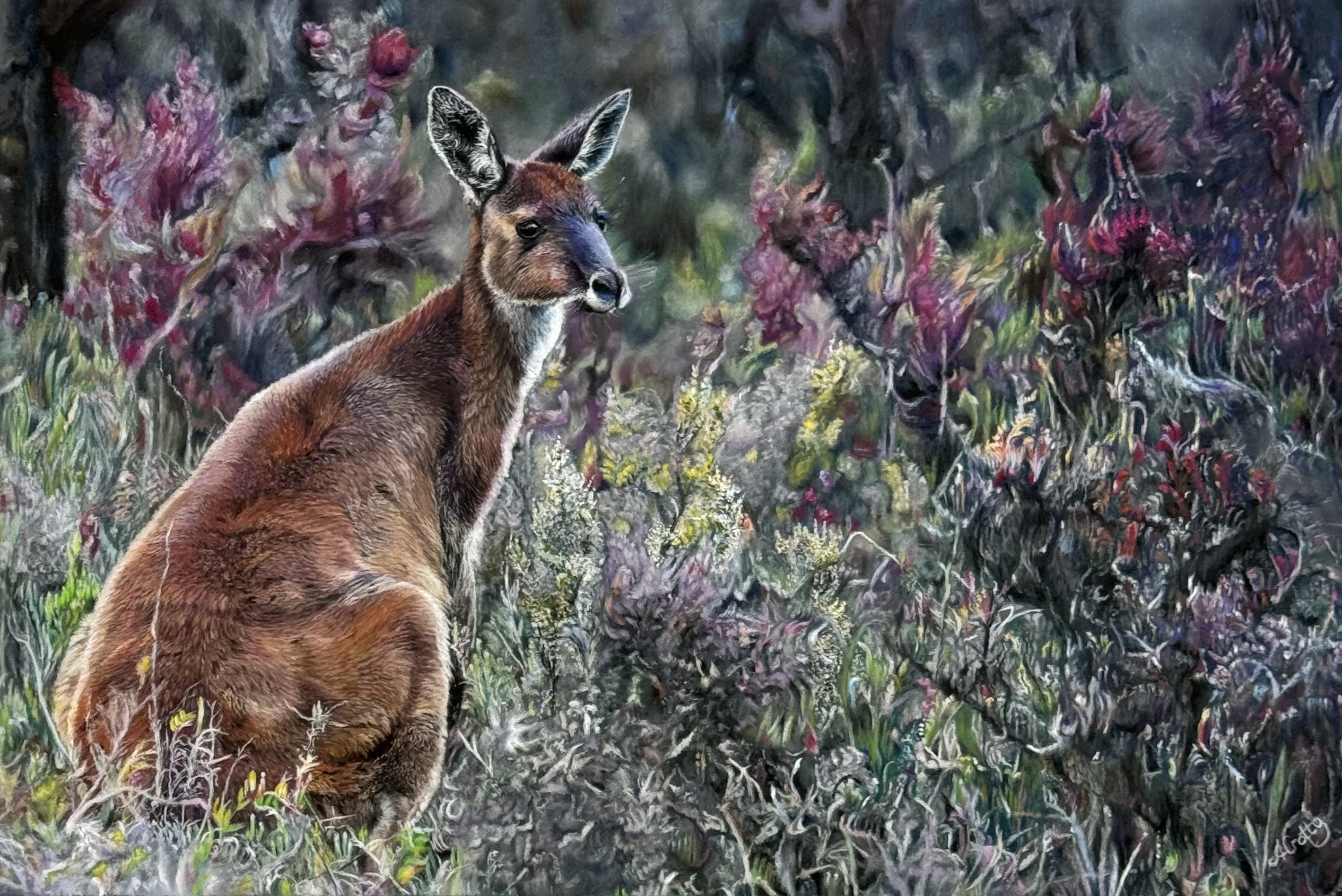 Bush Kangaroo