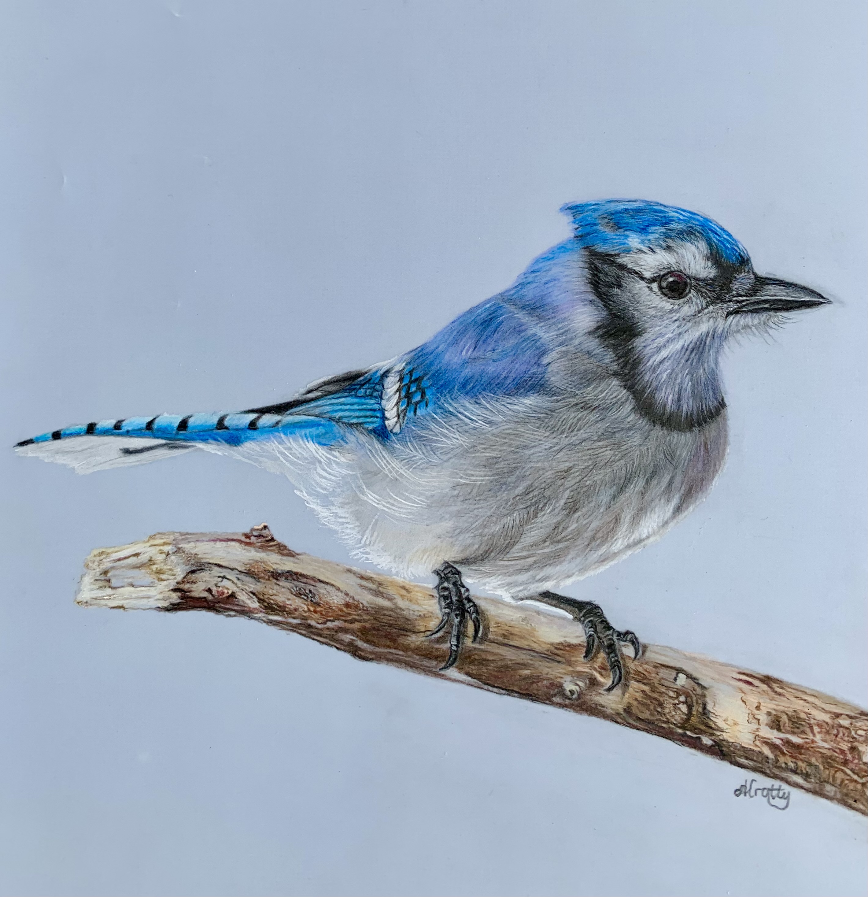 Blue Jay
