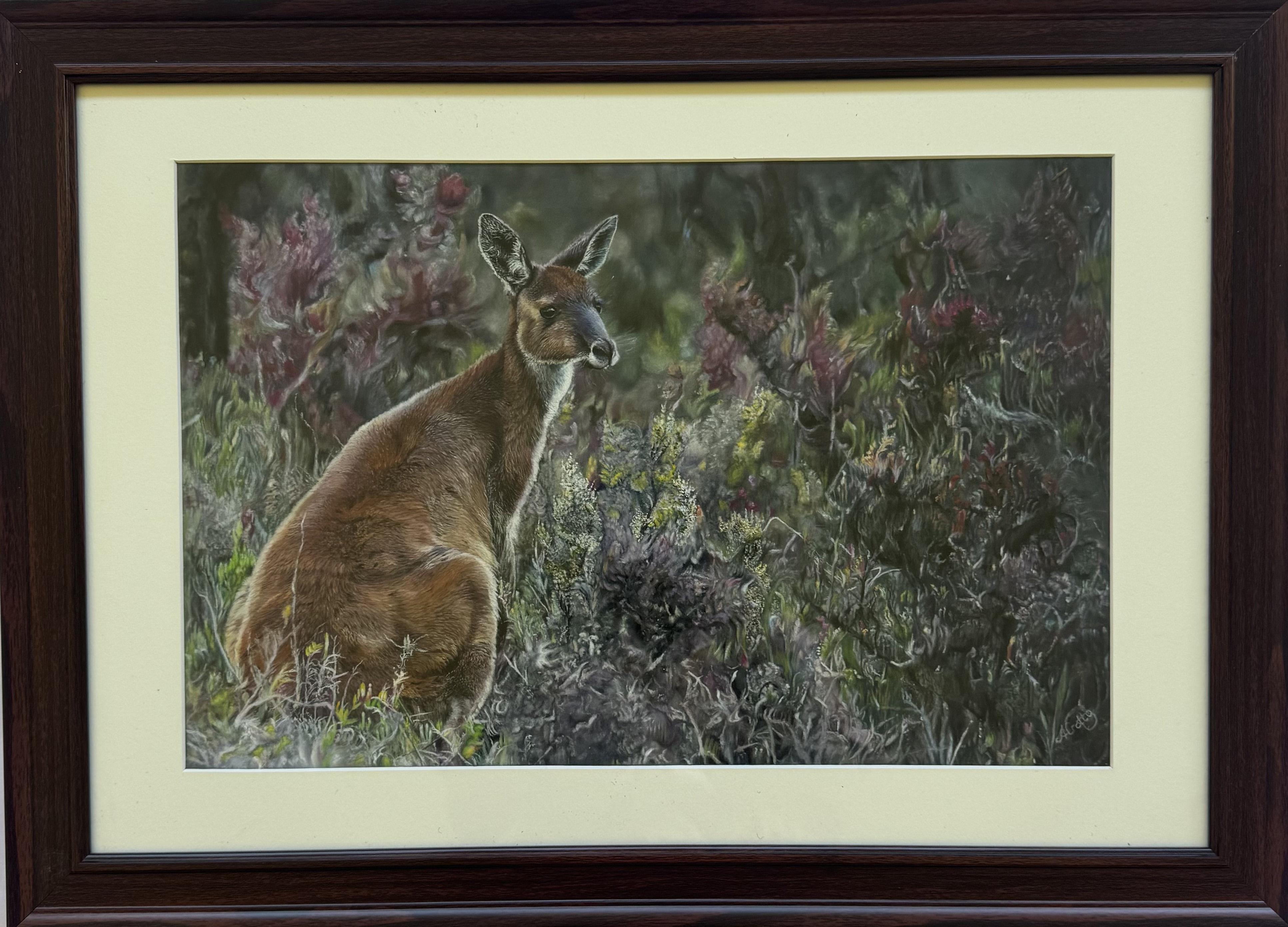 Bush Kangaroo
