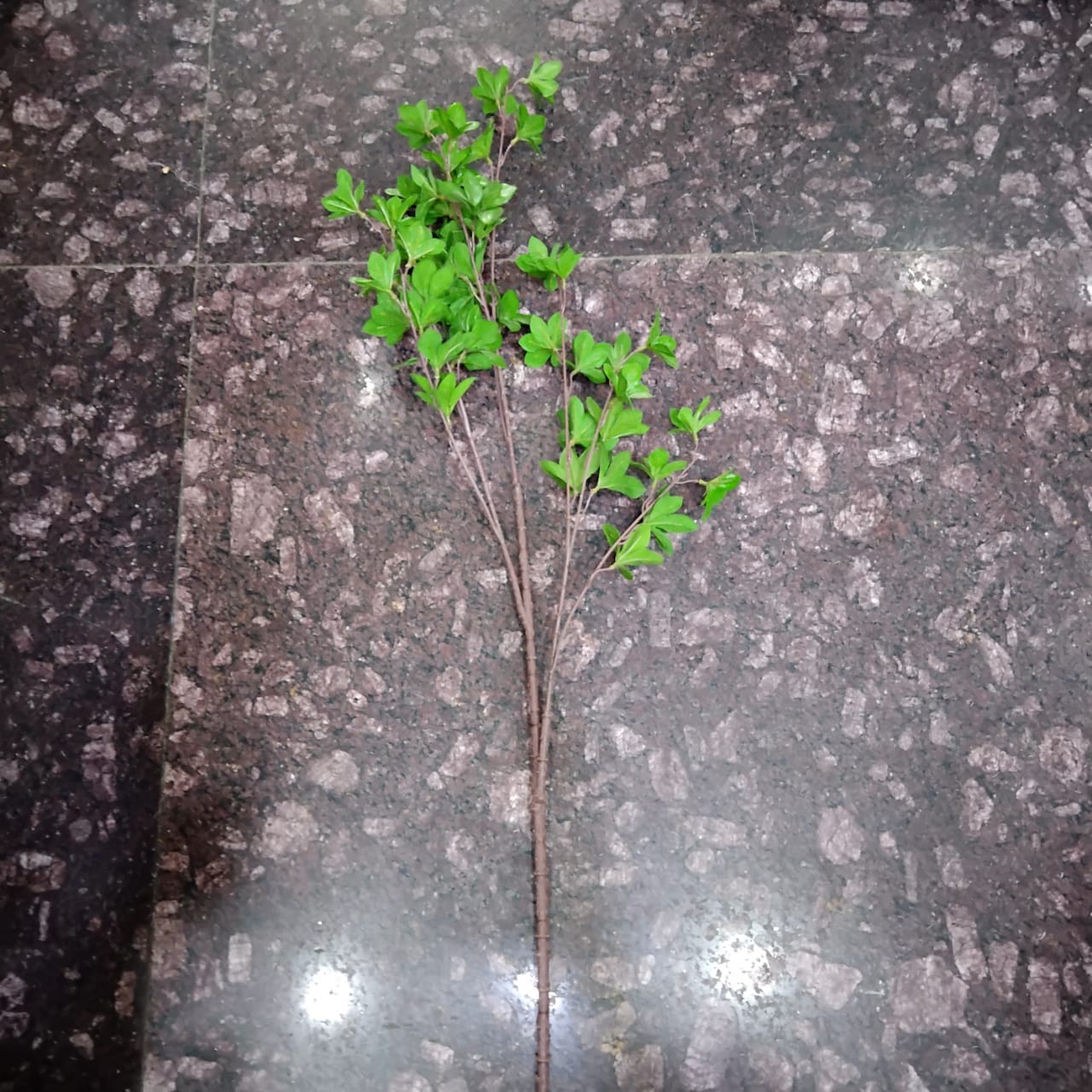 Green Leaf Branch