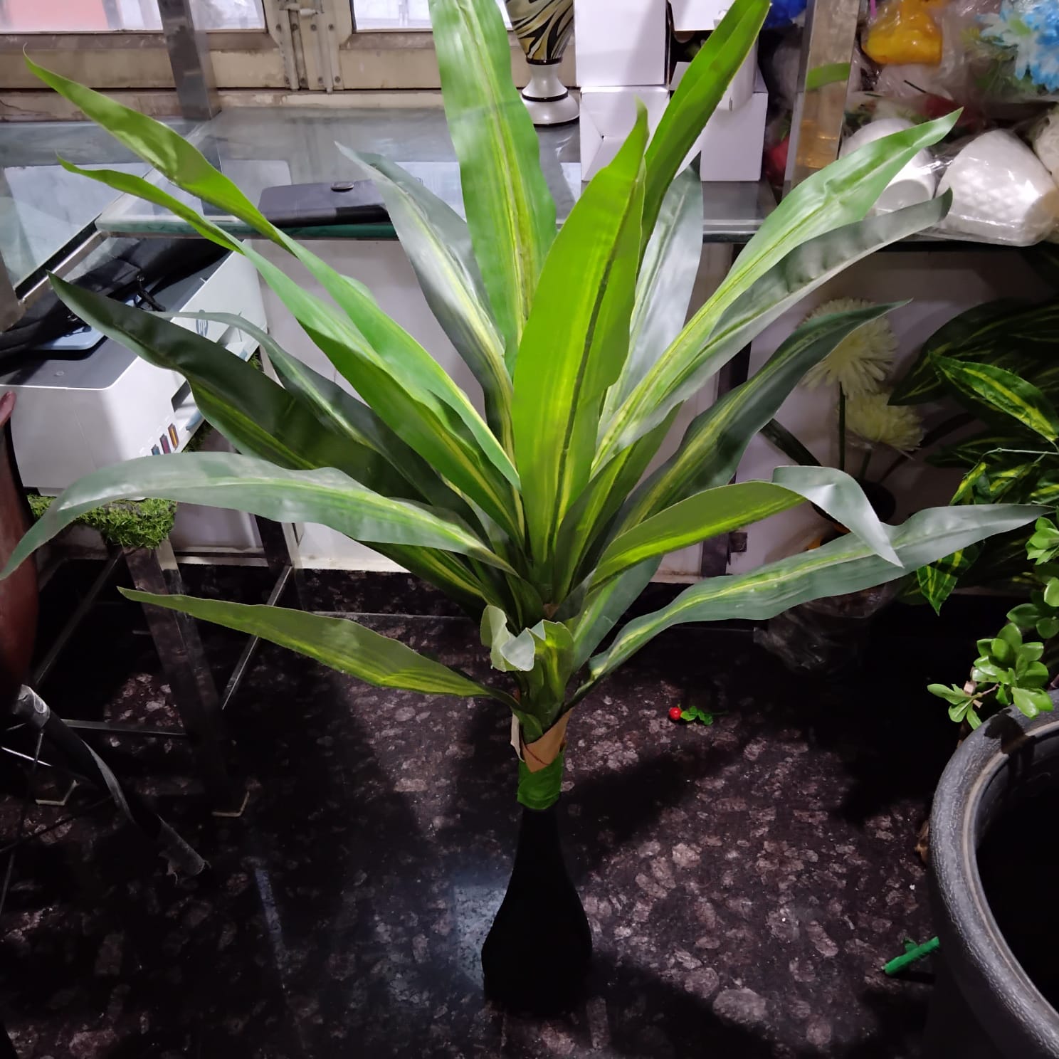 Indoor Potted Plant