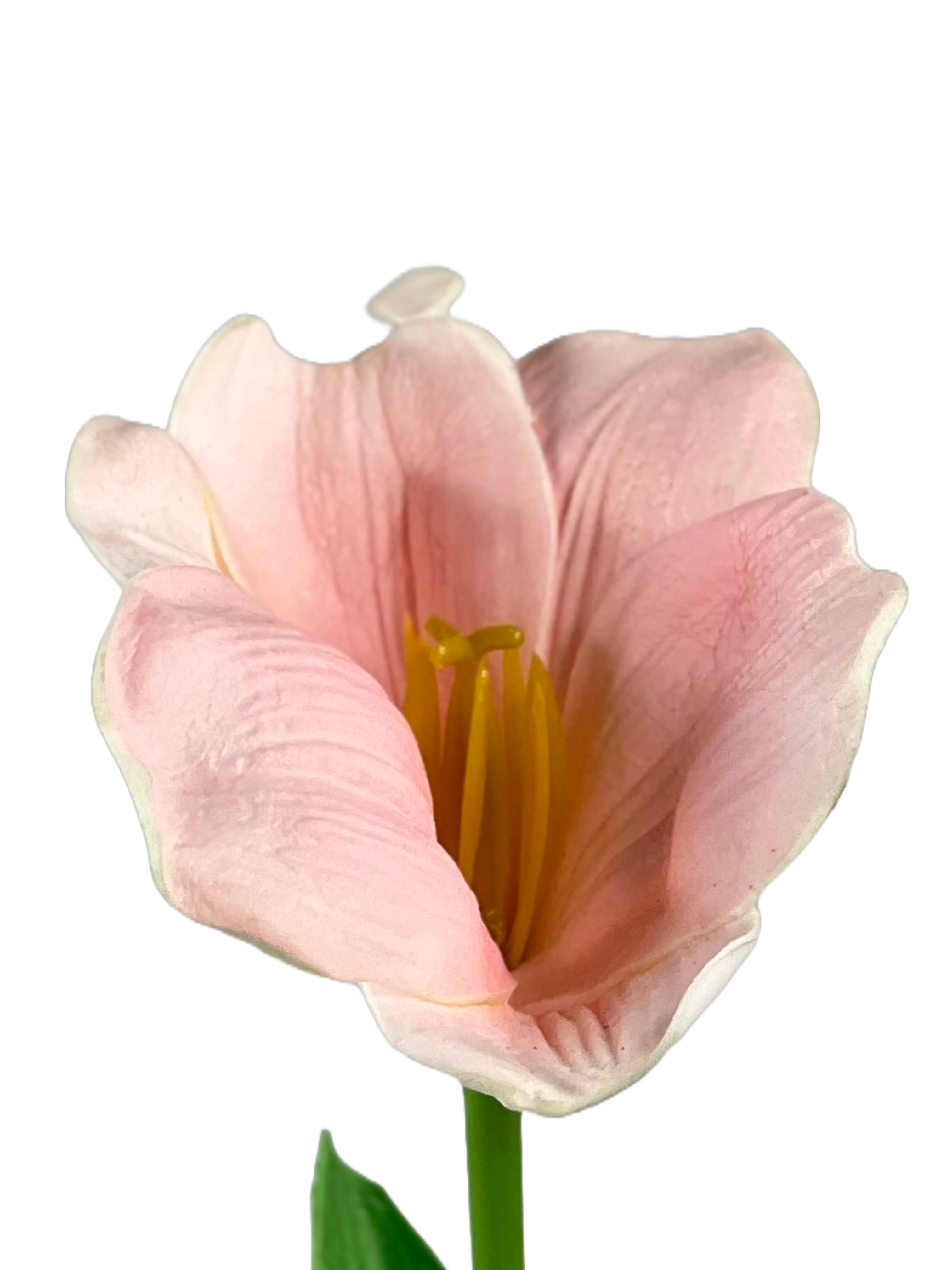 The Green Gallery Artificial Tulip Flower Stem | Single Faux Bloom for DIY Arrangements, Bouquets & Home Decor – 30 cm Height – 5 Color Options