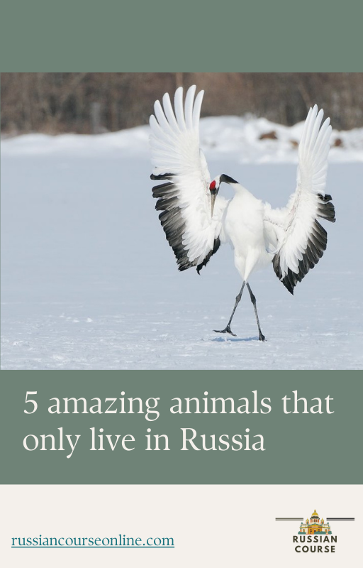 Russian wildlife