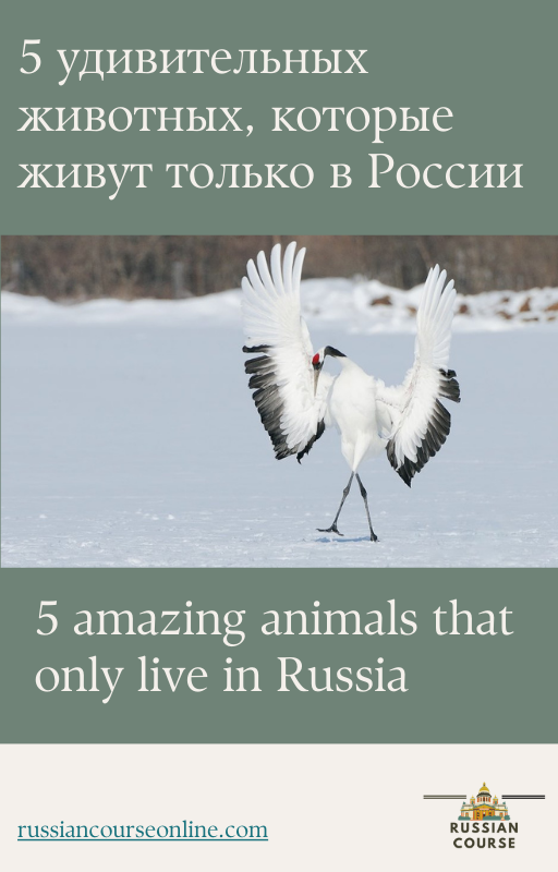 Russian wildlife