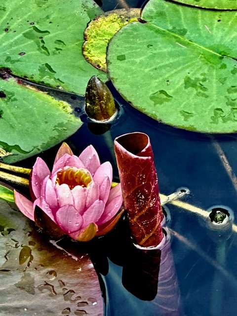 Pink Water Lily