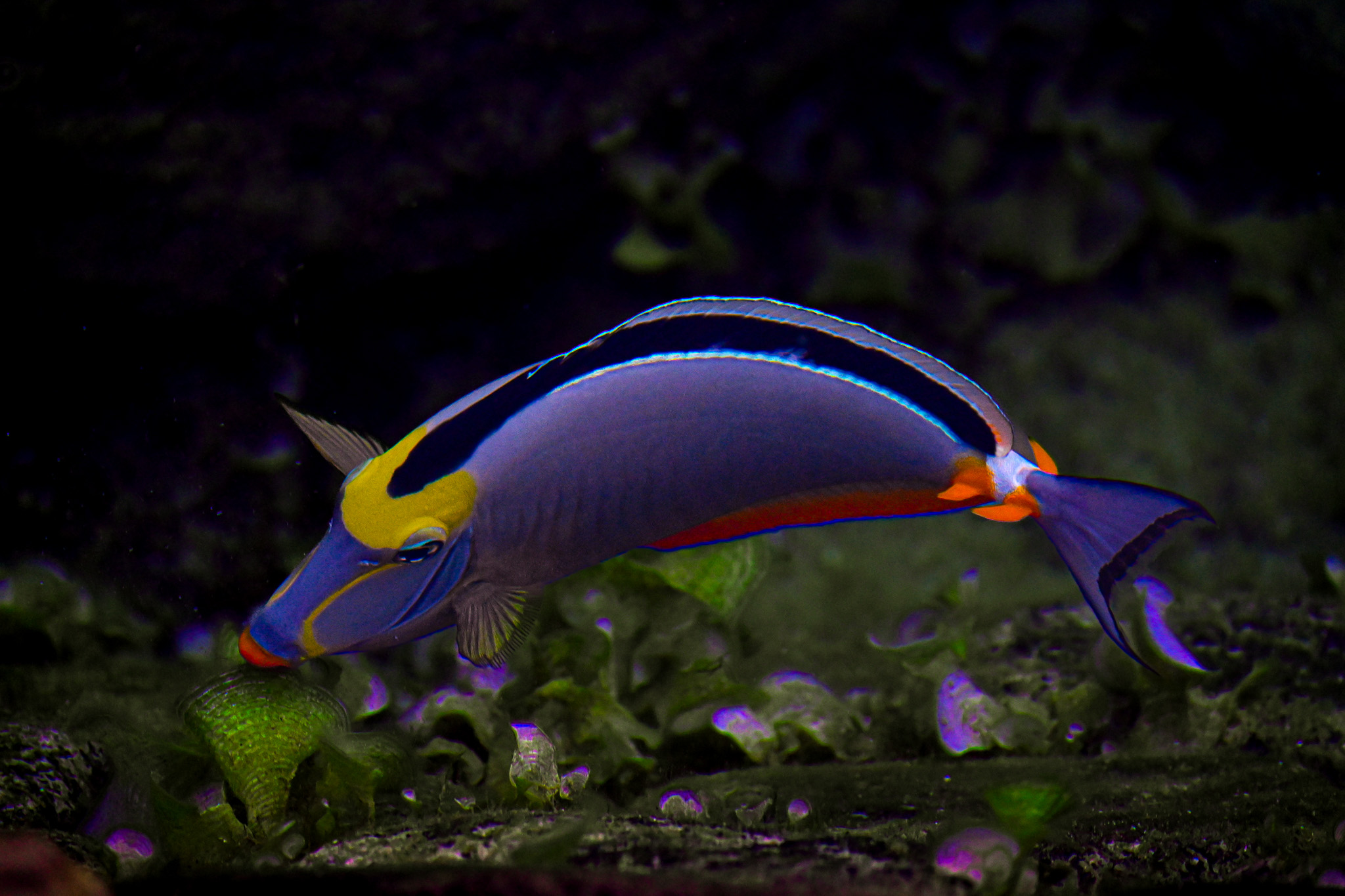 Unicorn Fish, Papettee, Tahiti