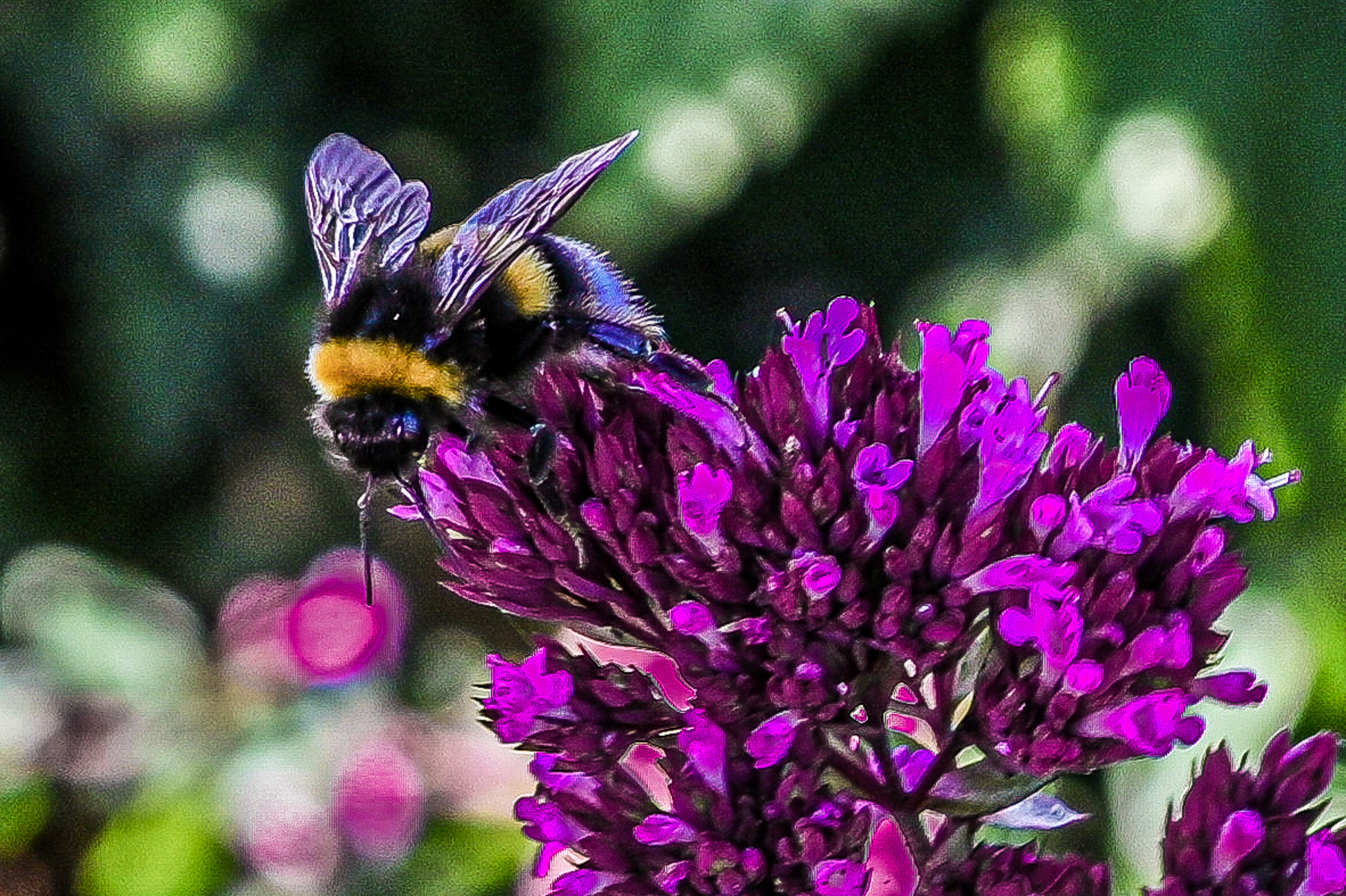 The Pollinator