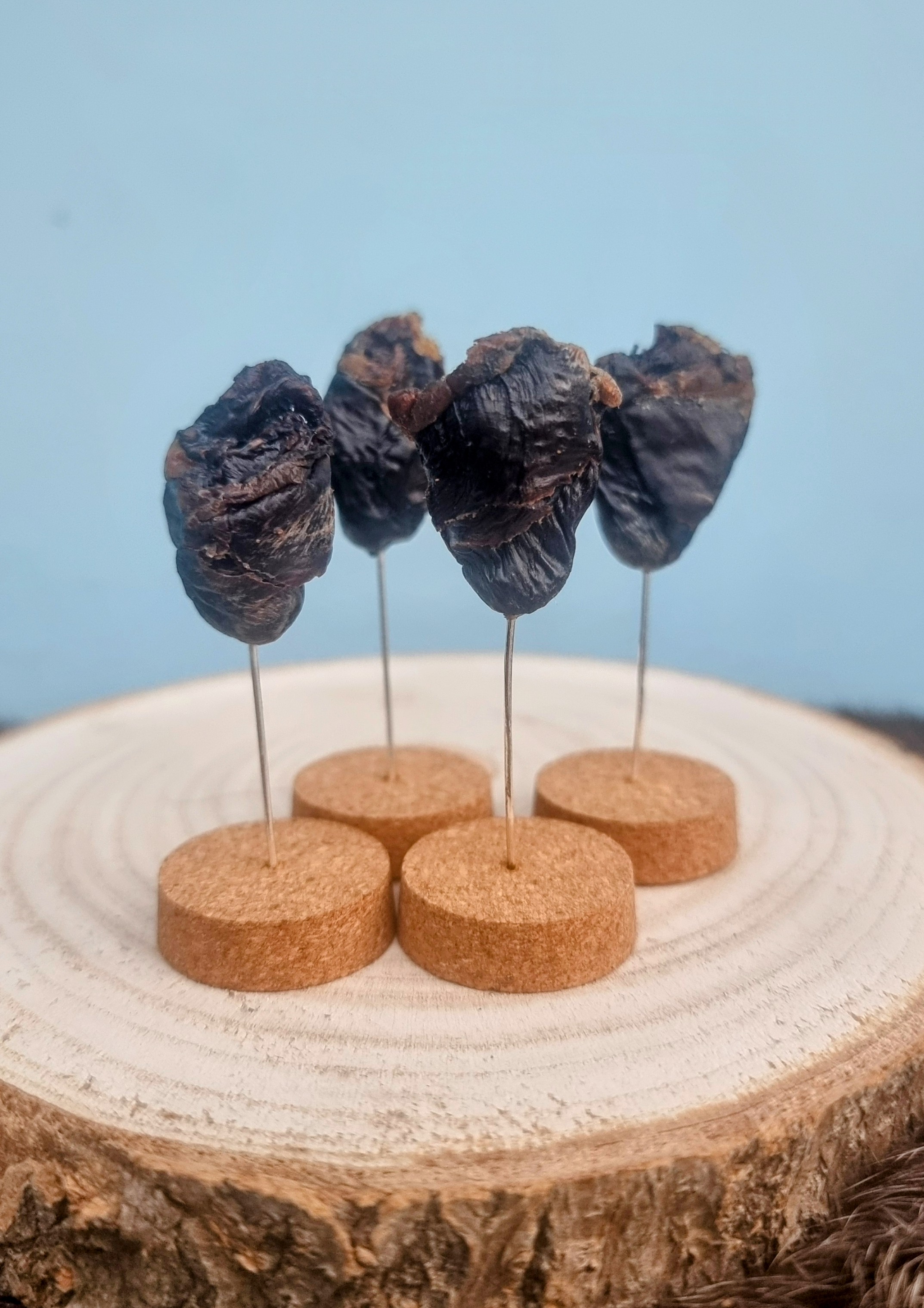 Mummified Bird Heart Display
