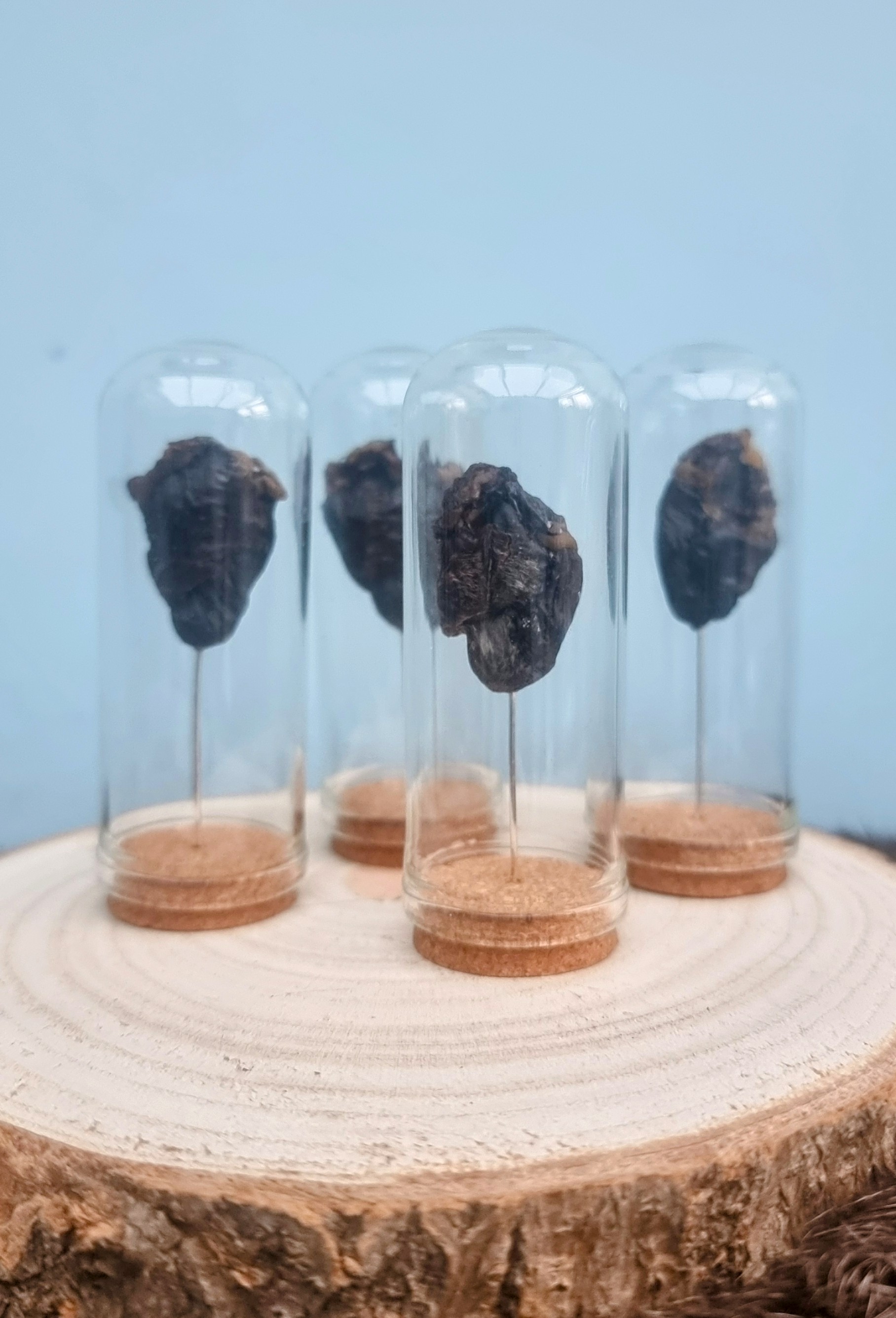 Mummified Bird Heart Display
