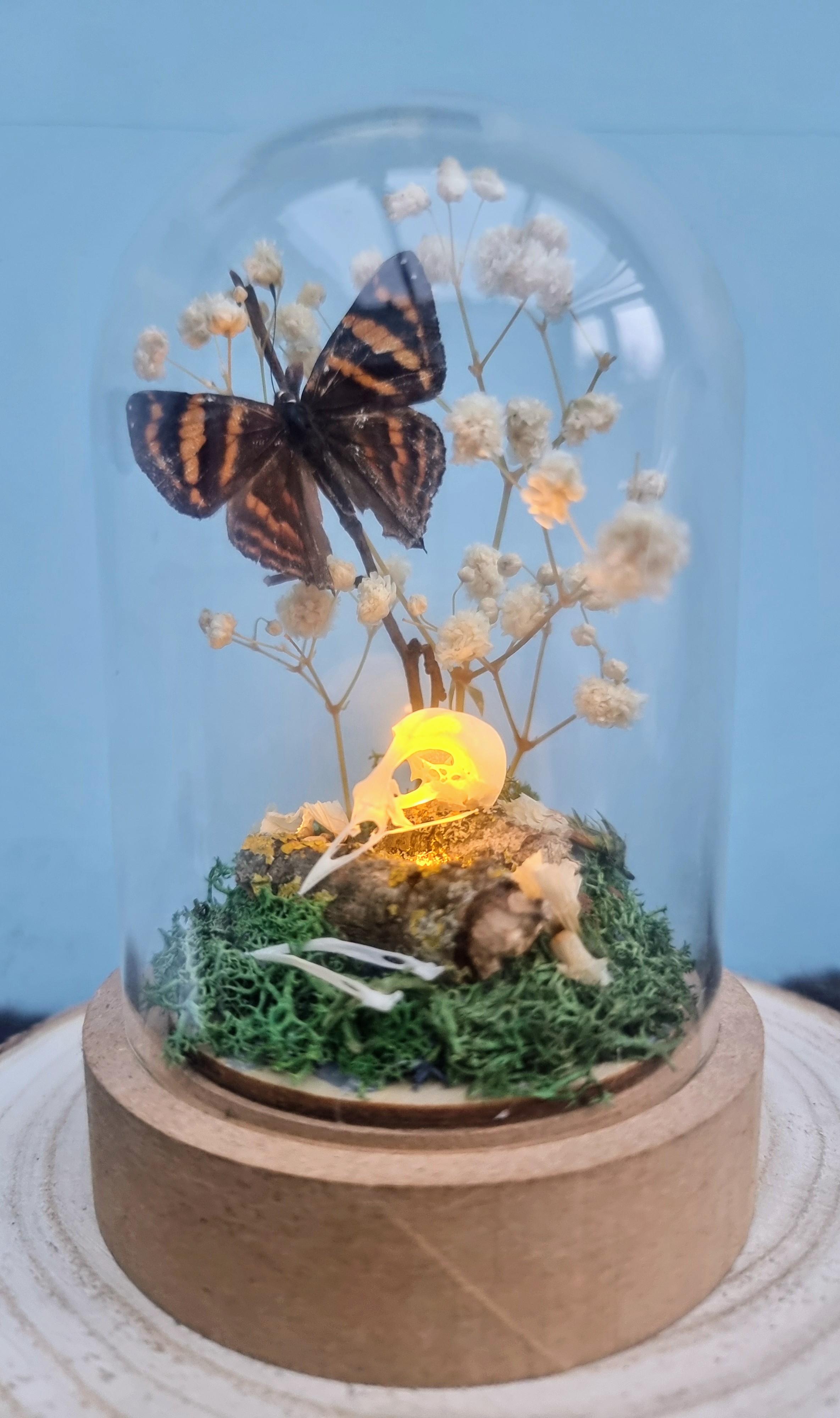 Light Up Robin Skull and Butterfly Dome