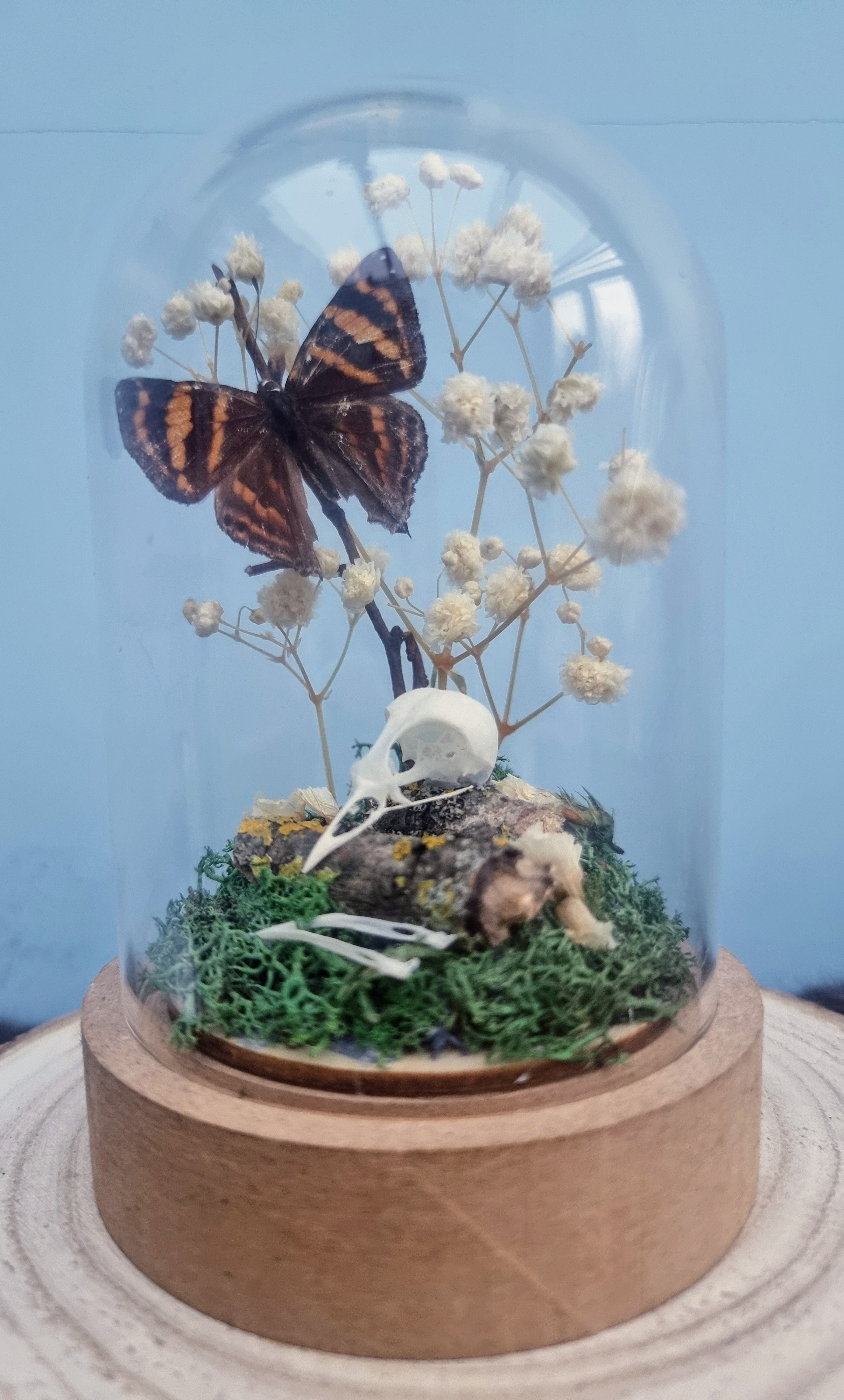 Light Up Robin Skull and Butterfly Dome