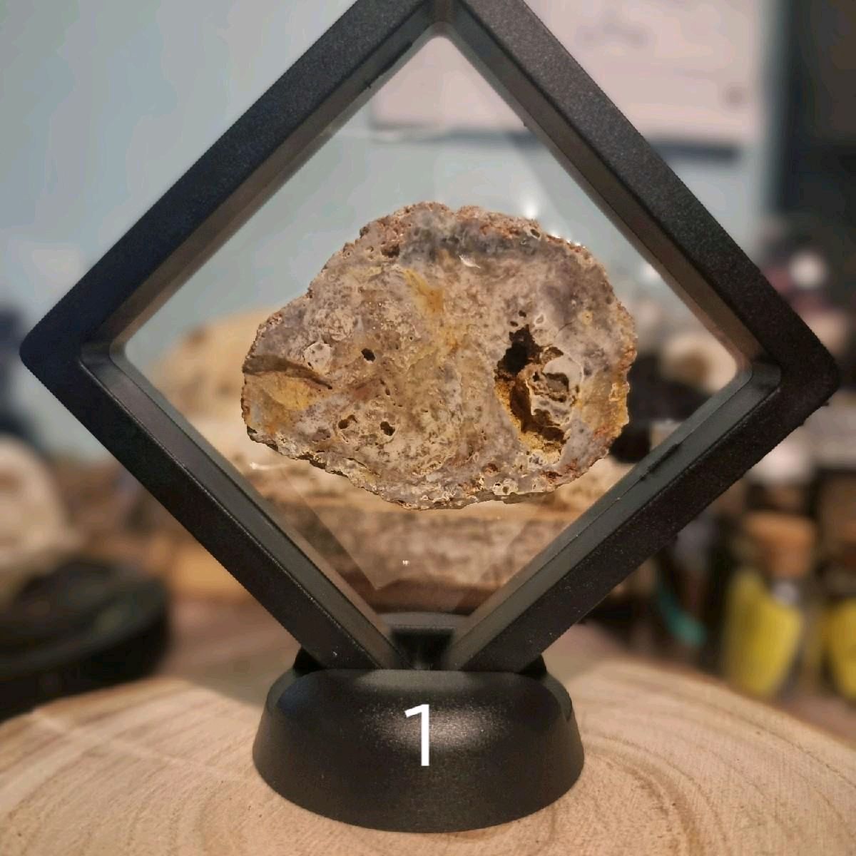 Fossilised Wood Slice