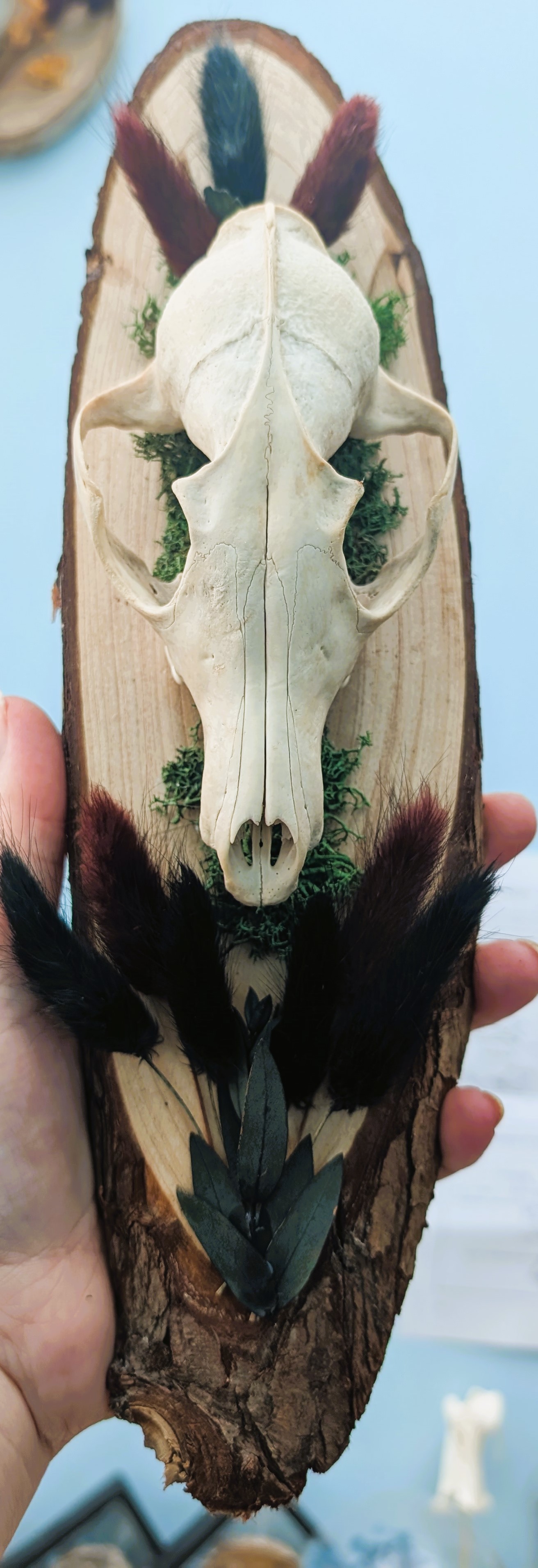 Fox Skull Wall Mount