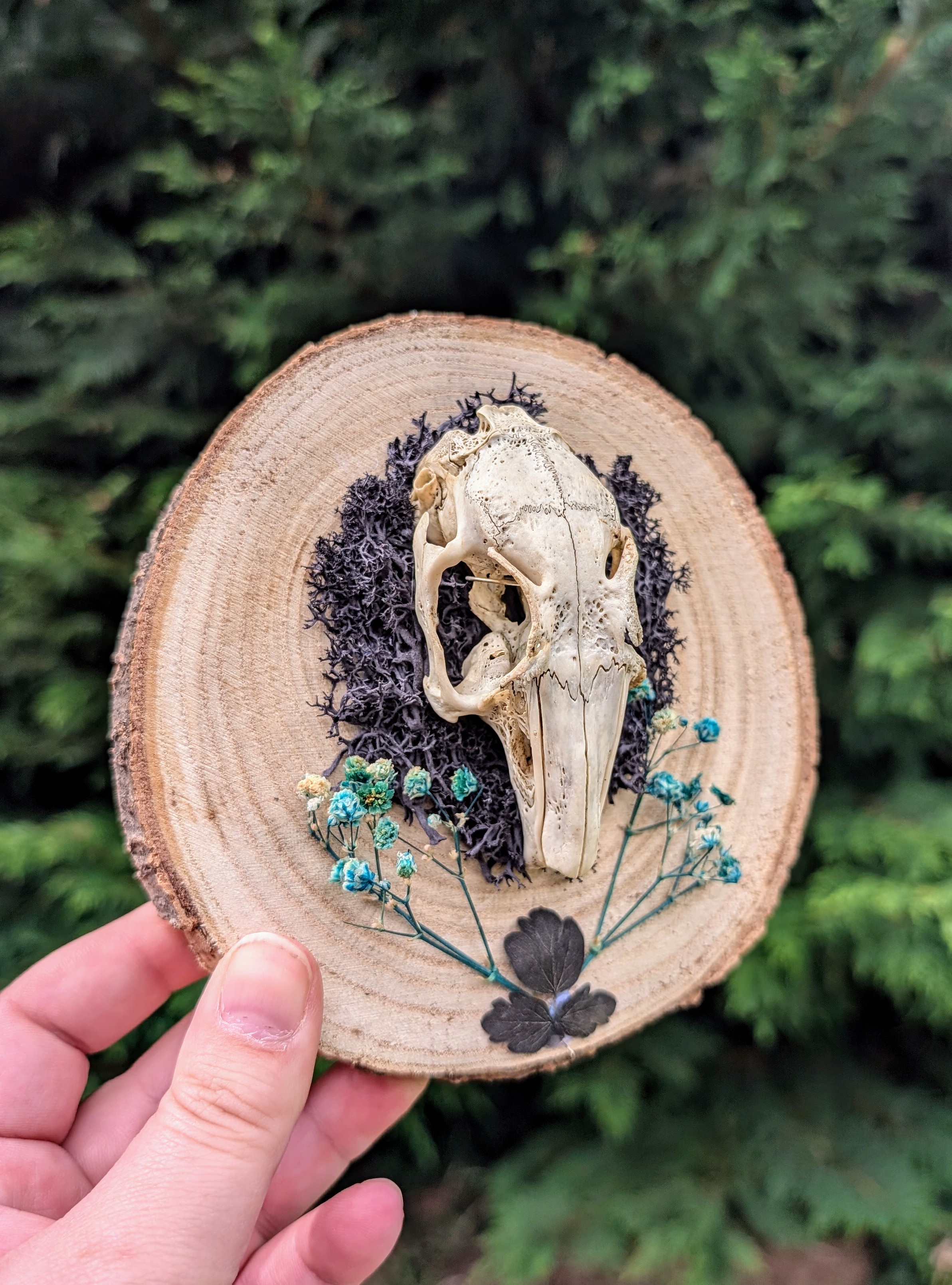 Rabbit Skull Small Wall Mount