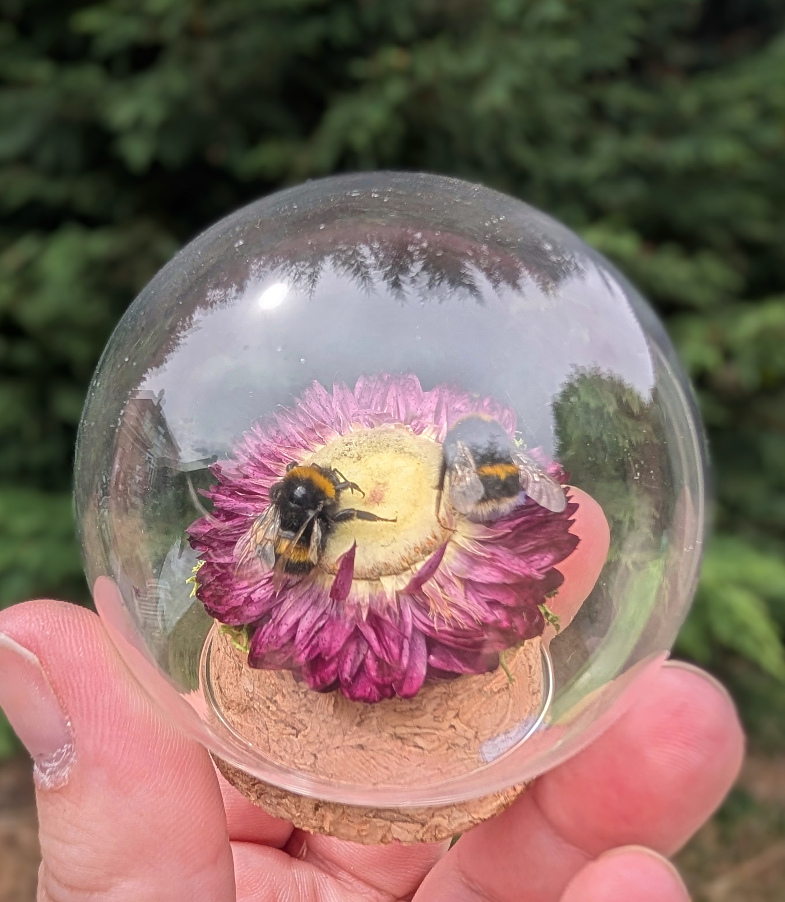 Bumblebee Curio Globe