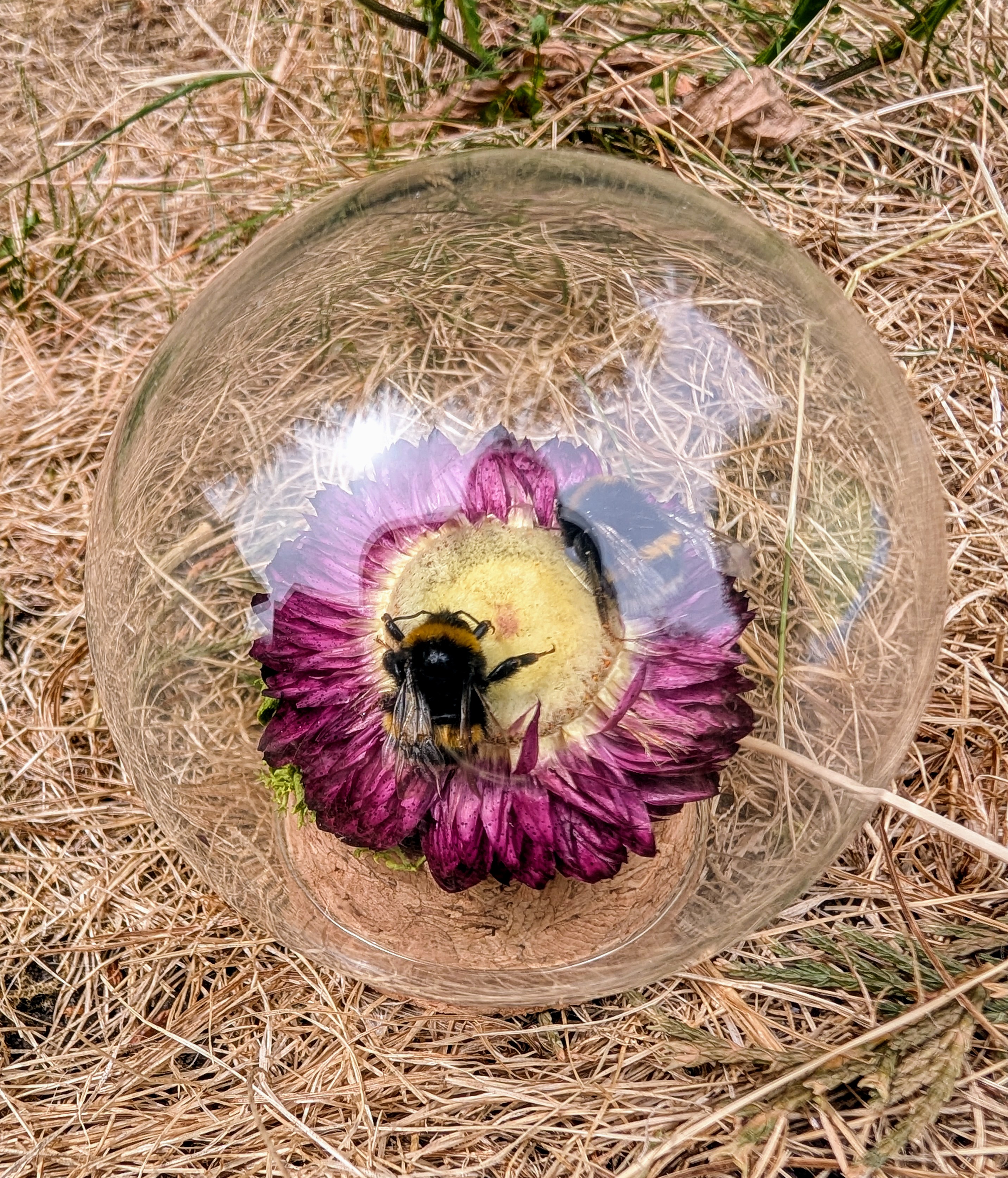 Bumblebee Curio Globe
