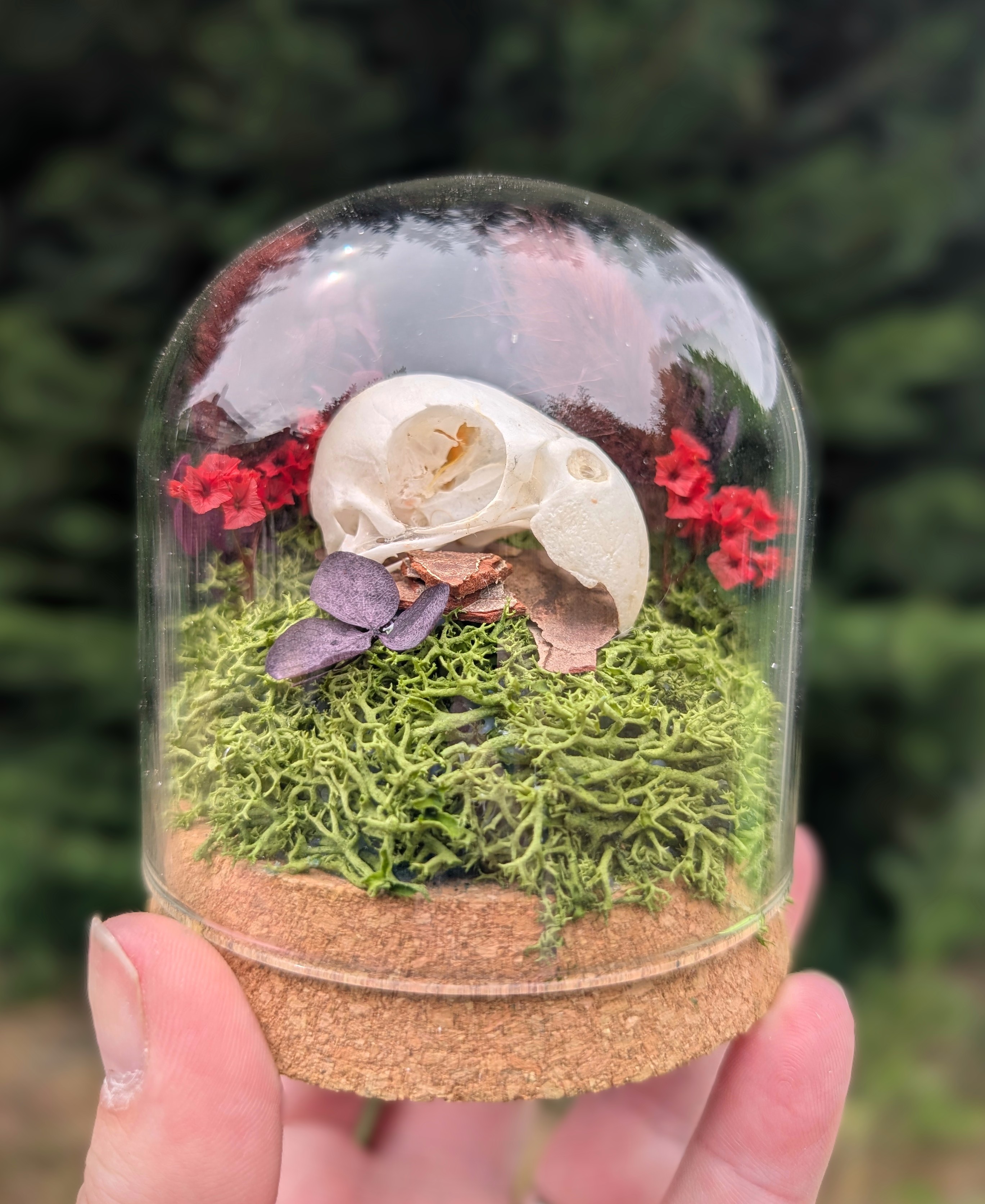 Parakeet Skull Display Dome