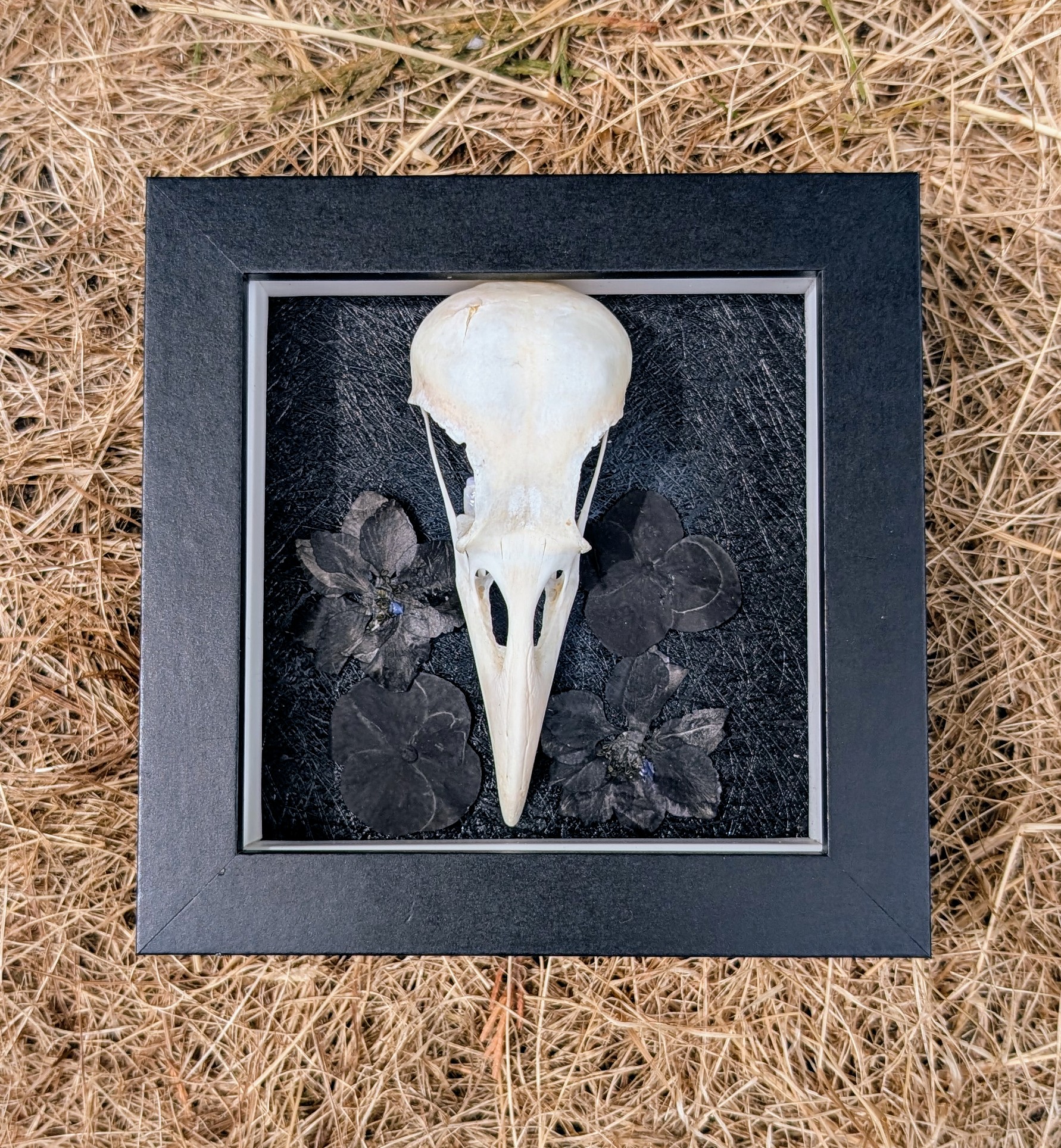 Framed Crow Skull