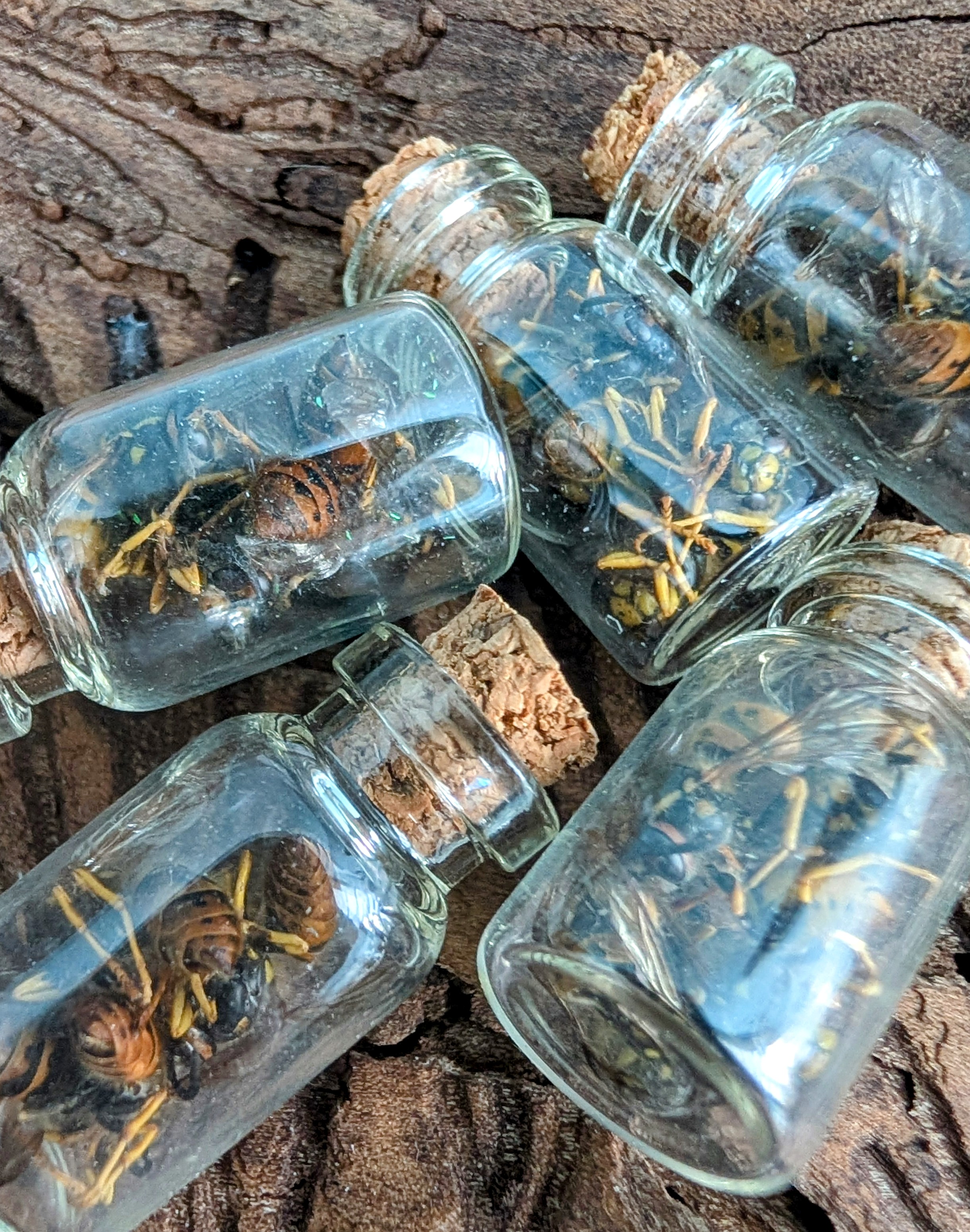 Wasp Jar