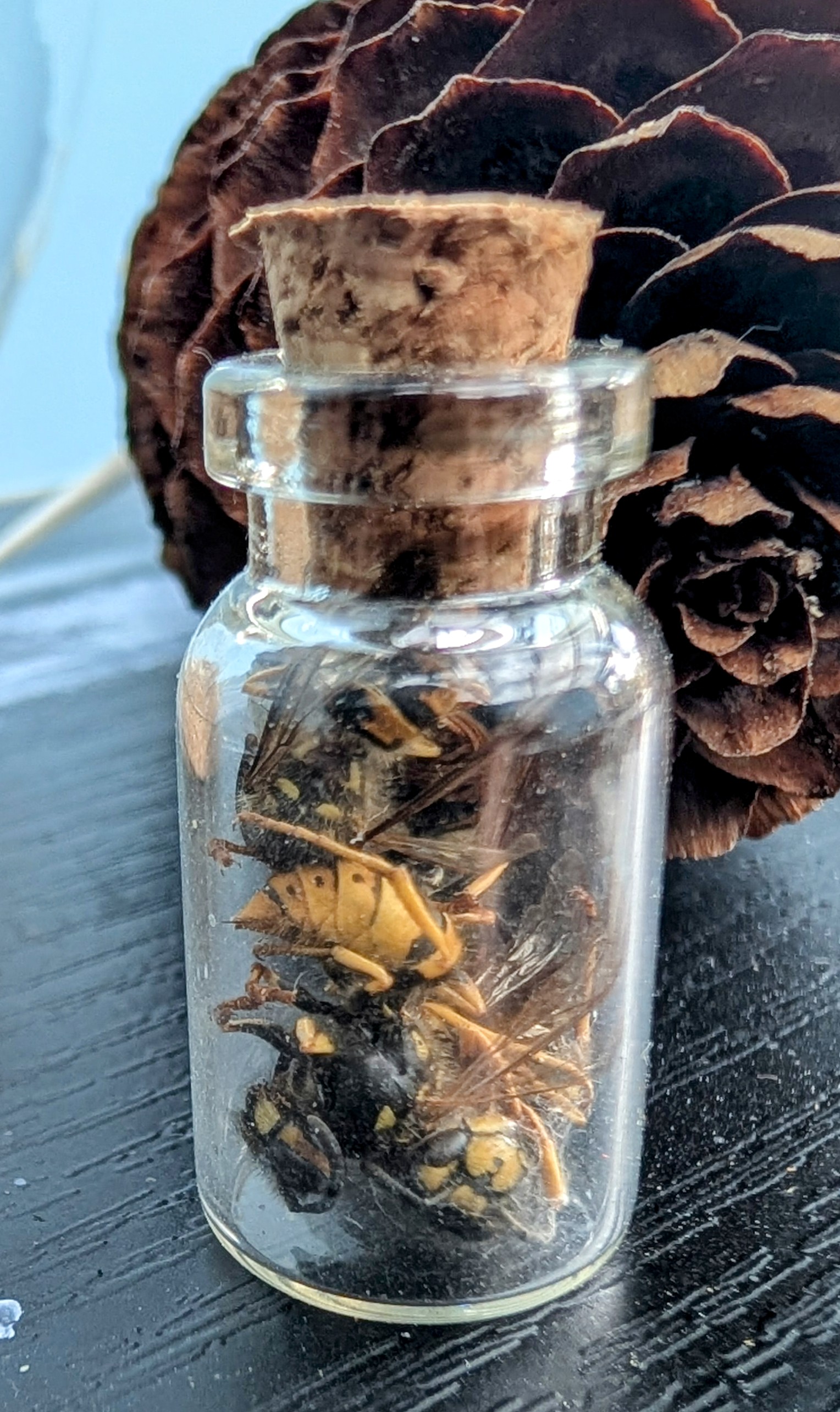 Wasp Jar