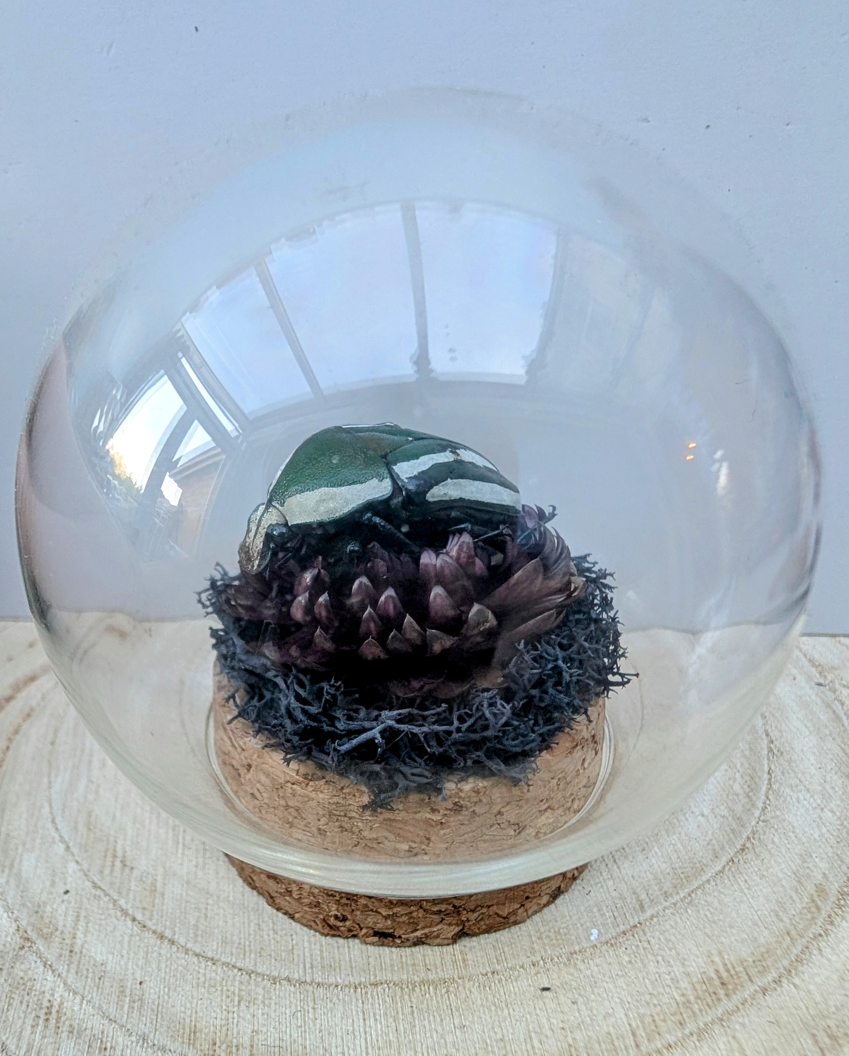 Emerald Flower Beetle Globe